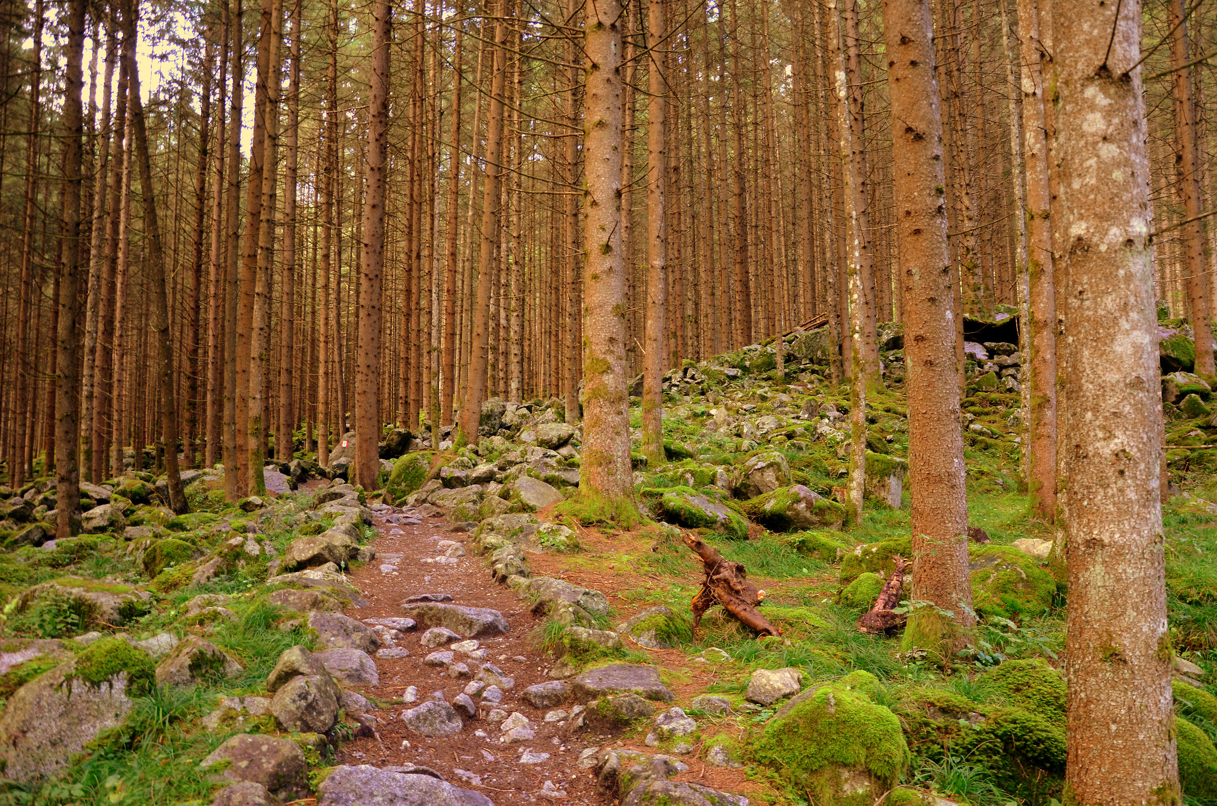 Setiero of St. Francis