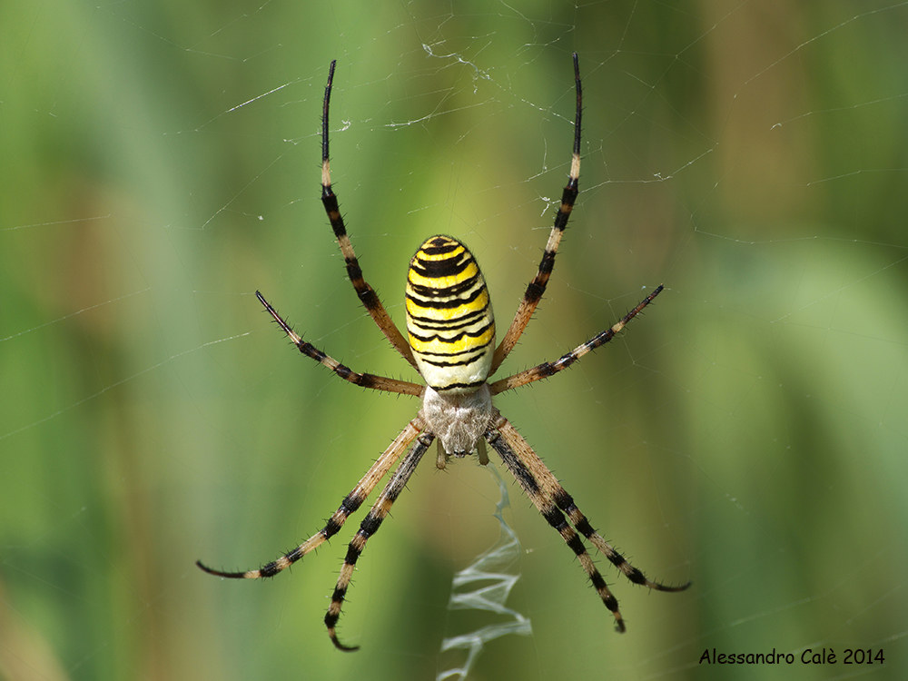 Argiope bruennichi (Epeira fasciata) 8905