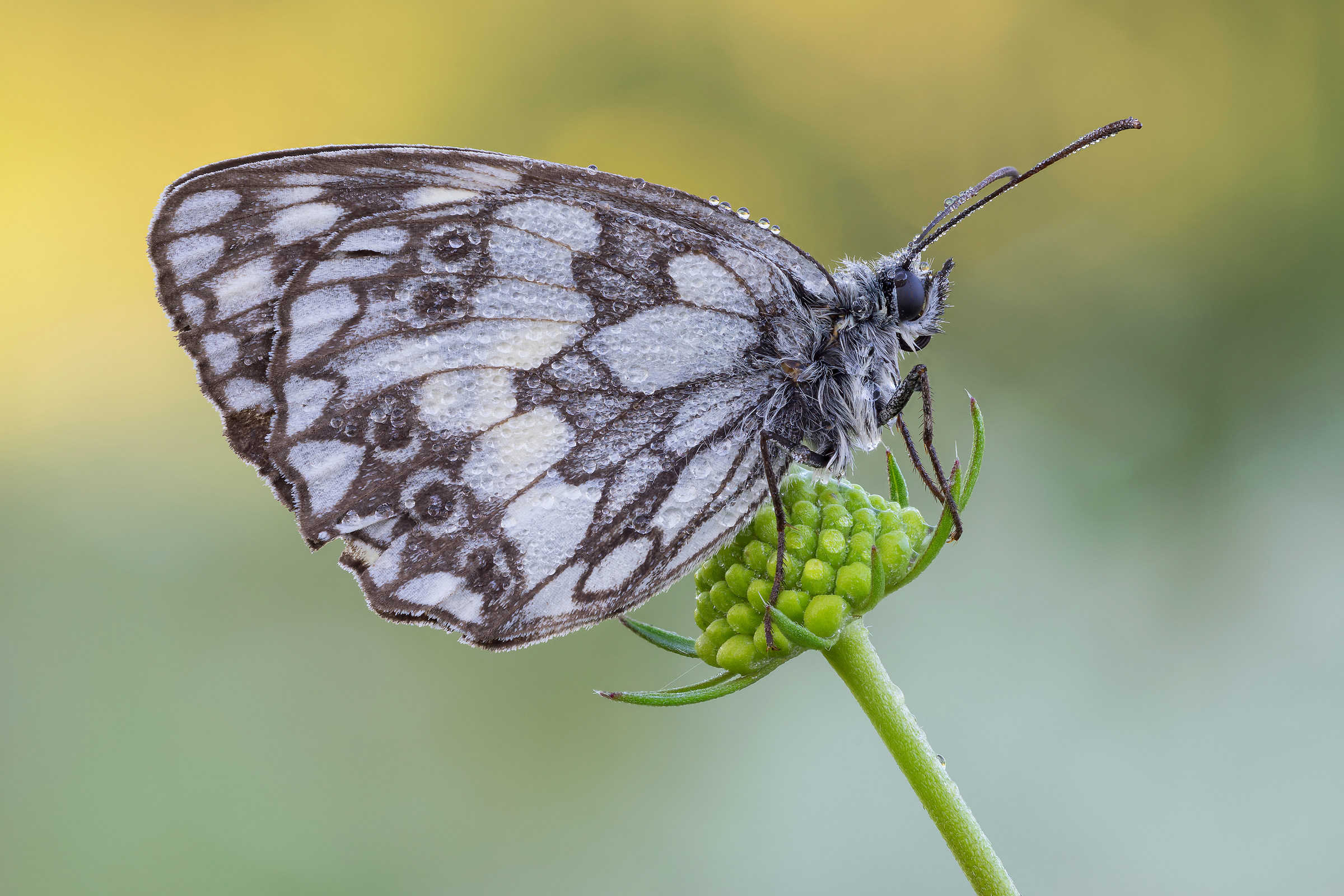 Melanargia galathea