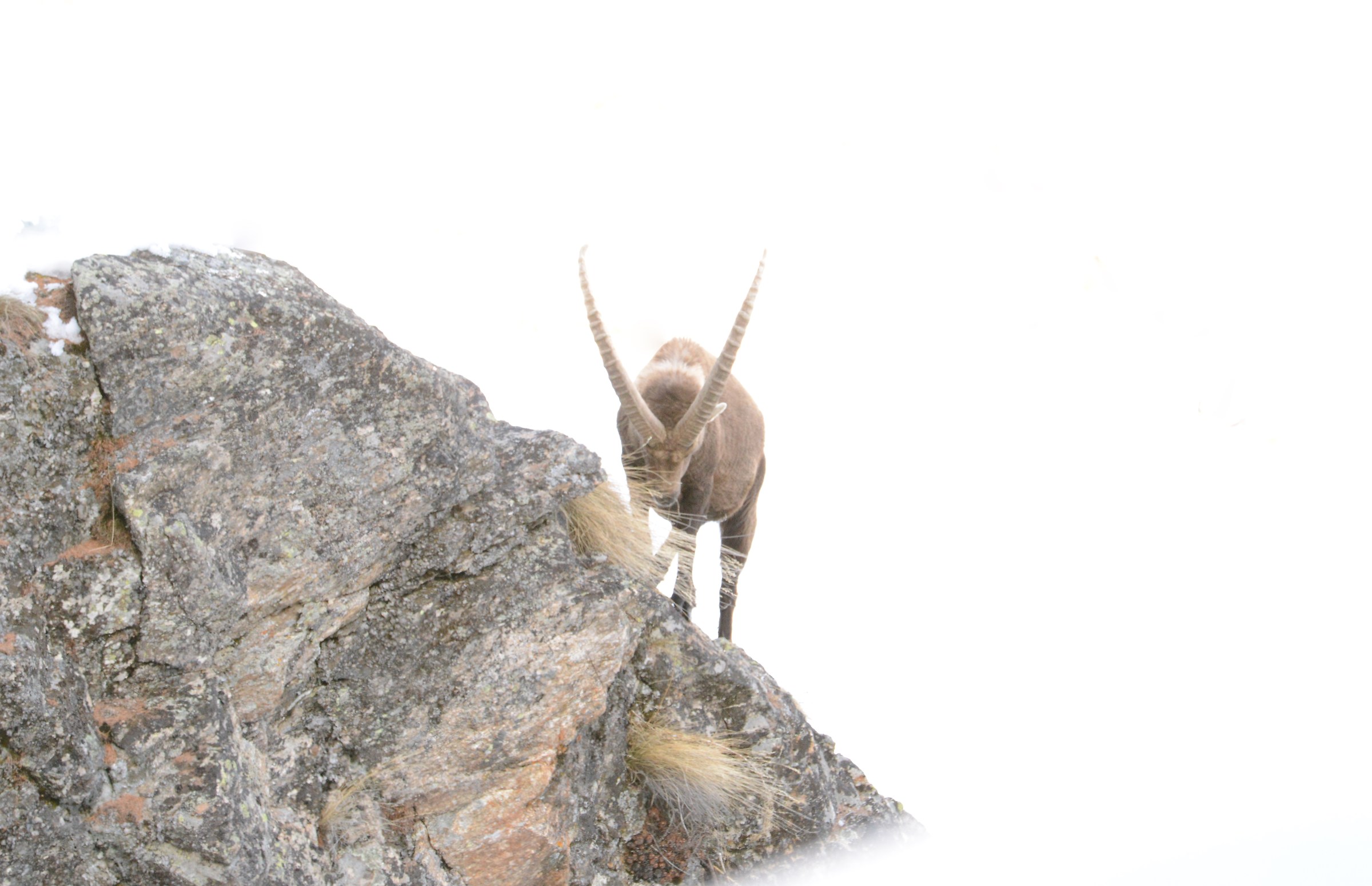 L'inverno e lo stambecco