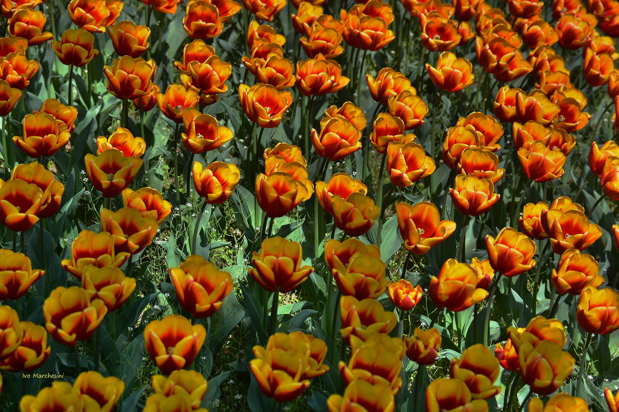 Raggio si sole tra i Tulipani