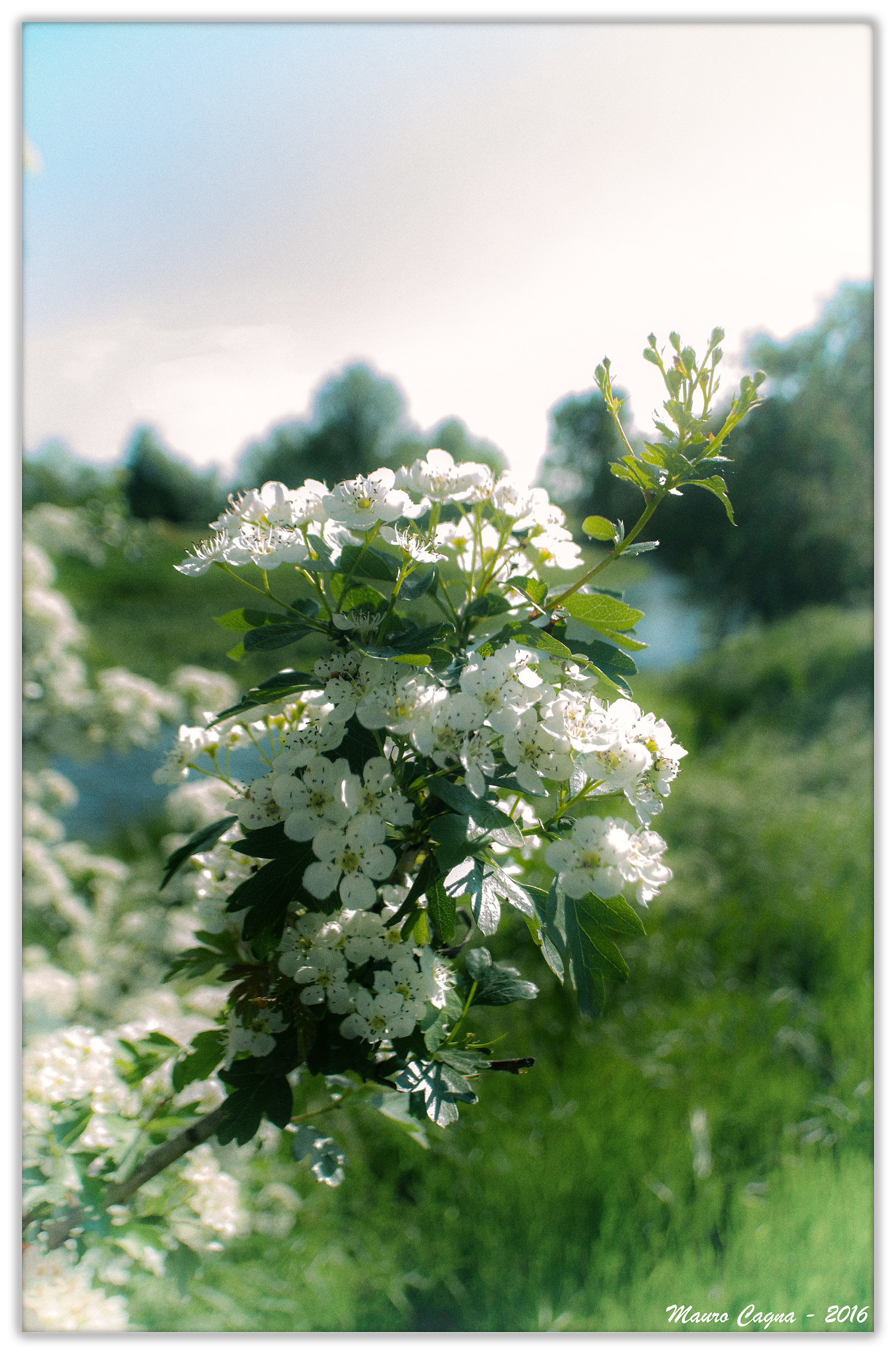 Colori e profumi di primavera