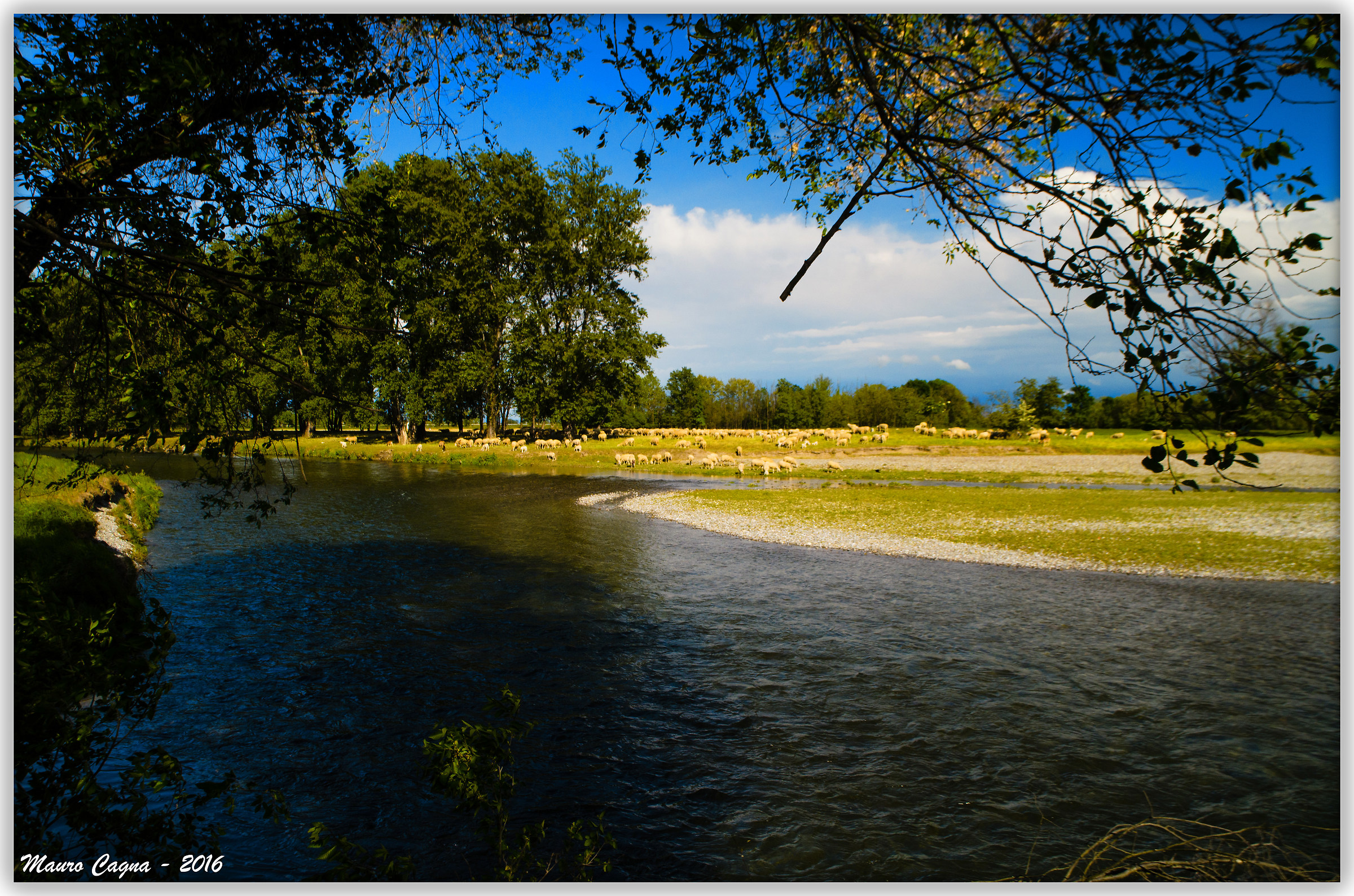 Pascolo sul fiume Serio
