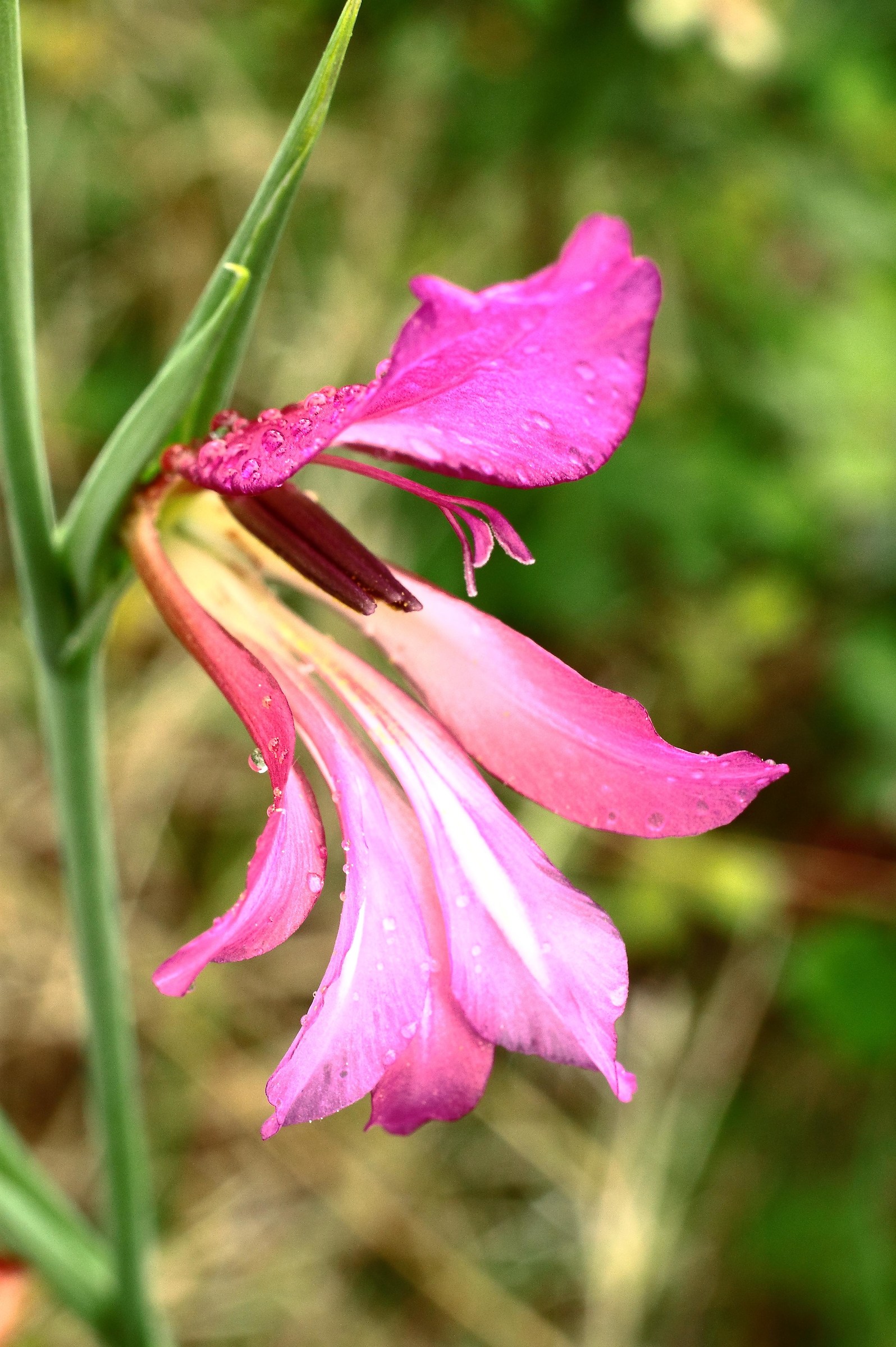 Wild gladiolus ....