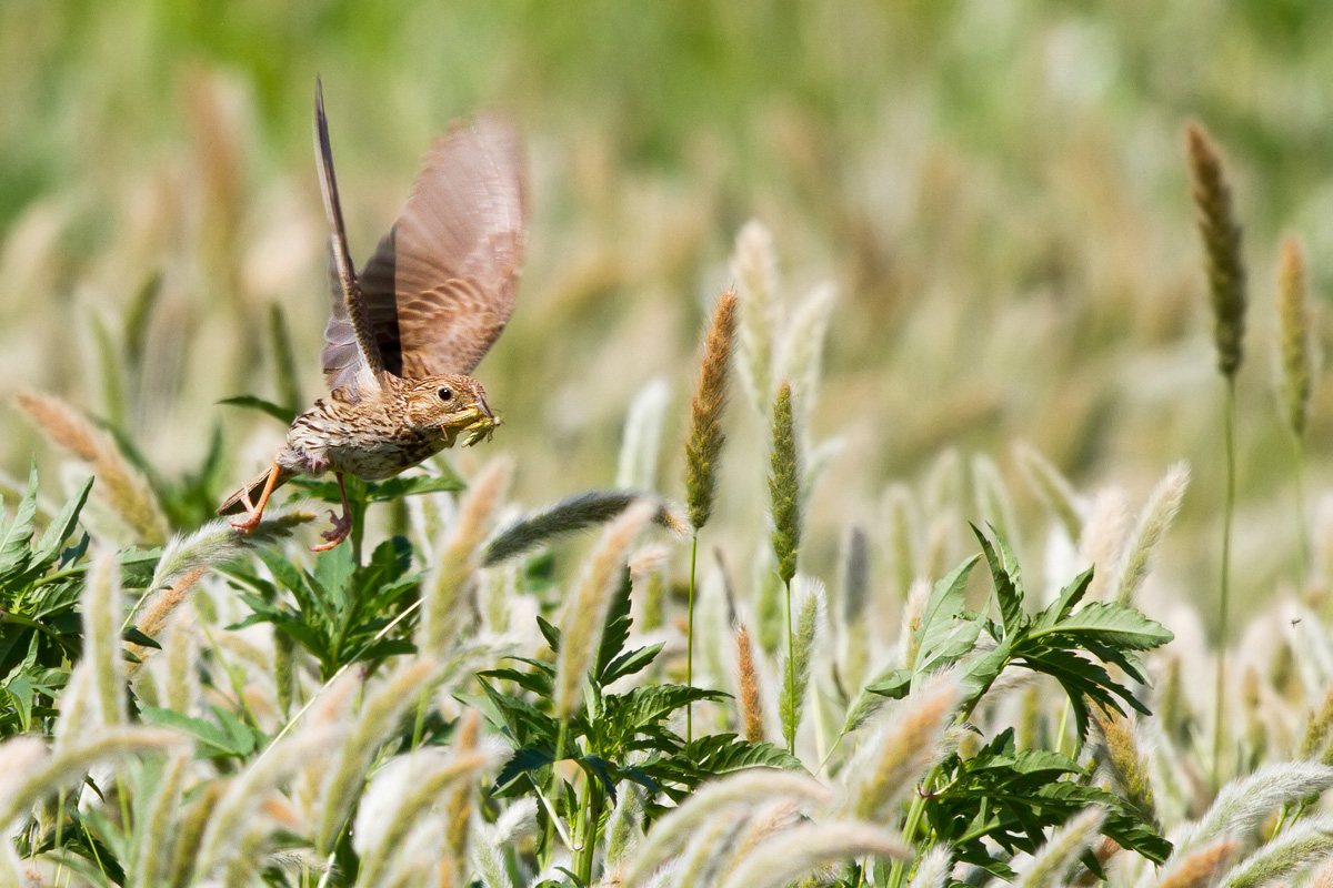 Strillozzo con l' imbeccata
