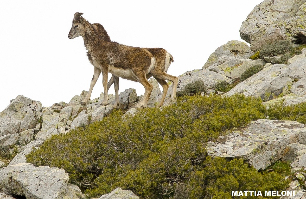 Muflone sardo - Ovis musimon