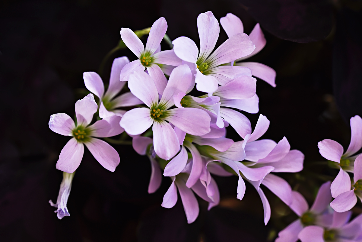 Oxalis triangularis purpurea