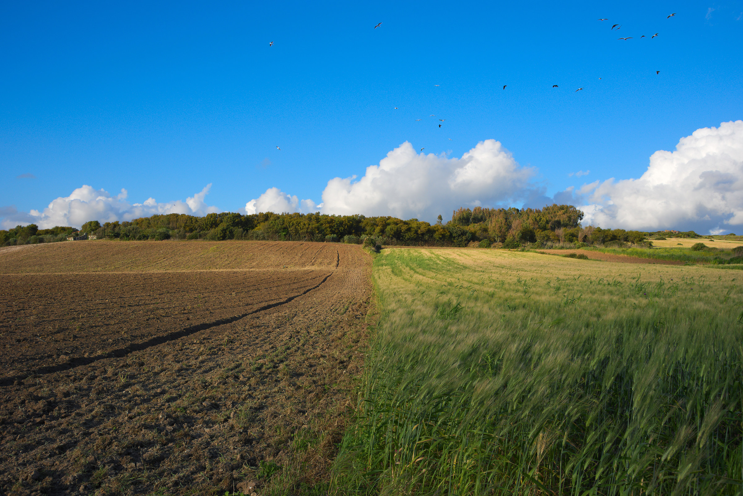 Sinis -Sardegna fields