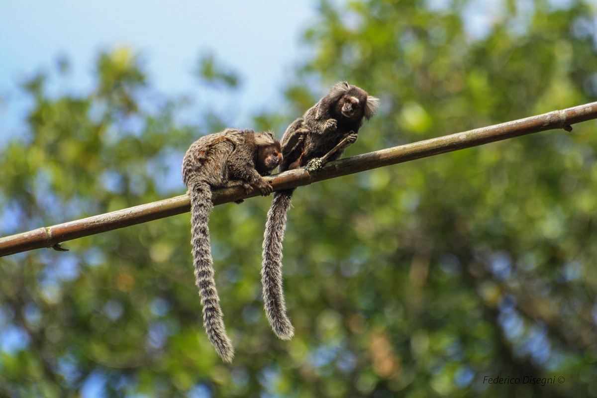 Brazilian animal unknown 2