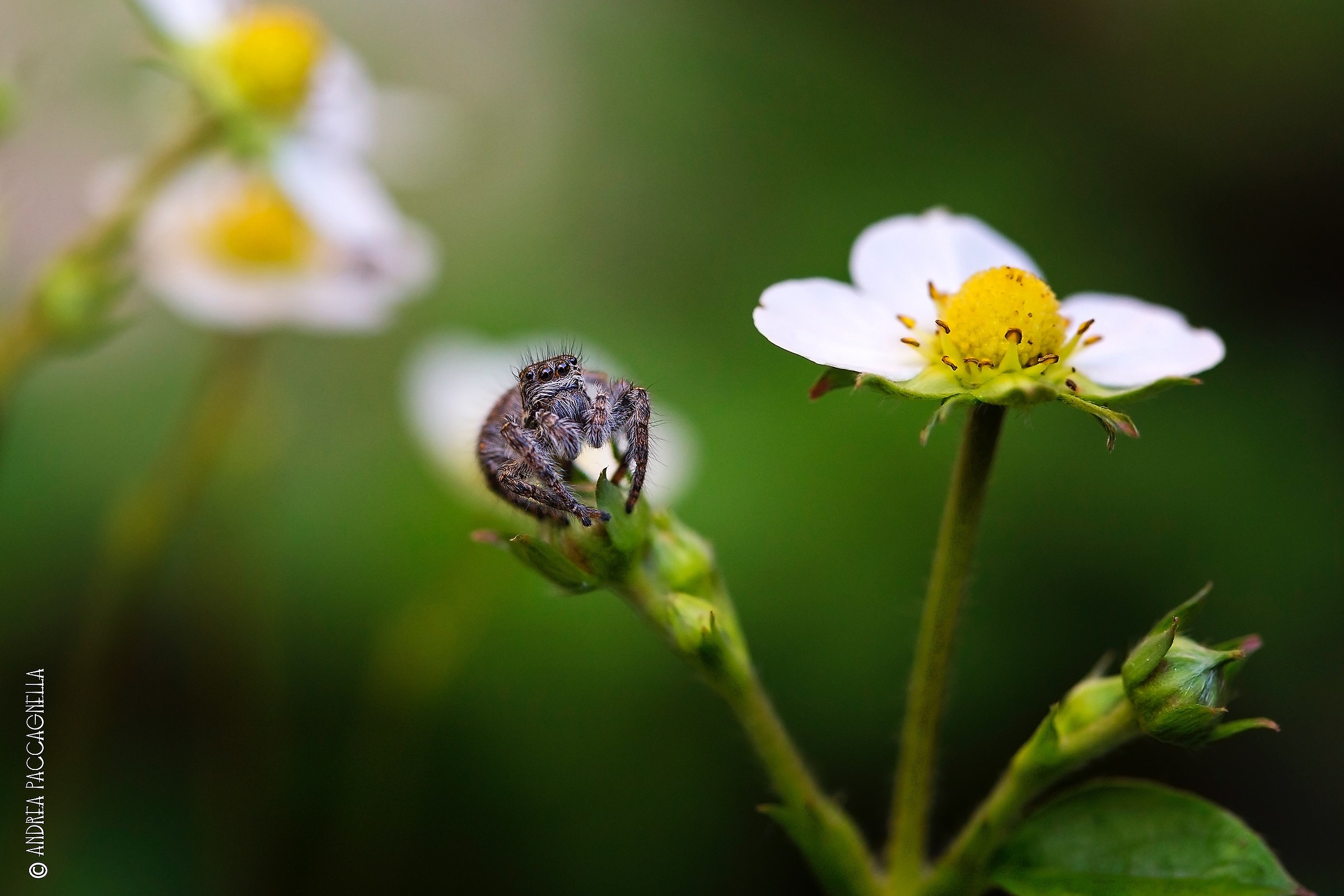 Beauty and the beast