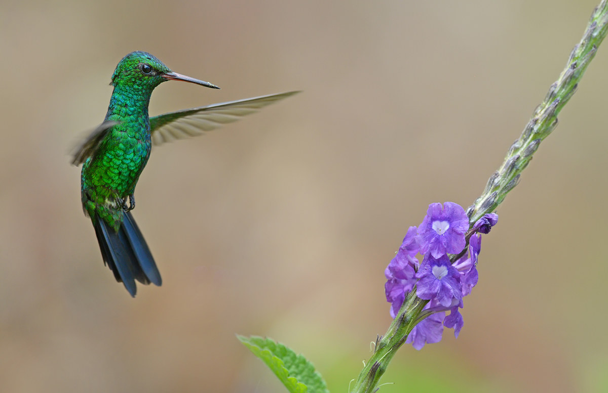 colibrì