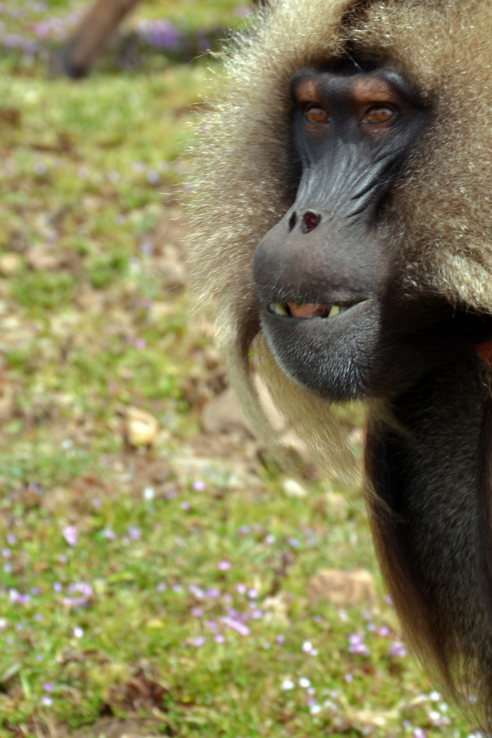 curiosità o sfida? nel Simien Mountains Park Etiopia
