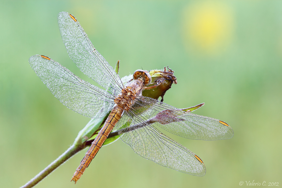 Orthetrum coerulescens