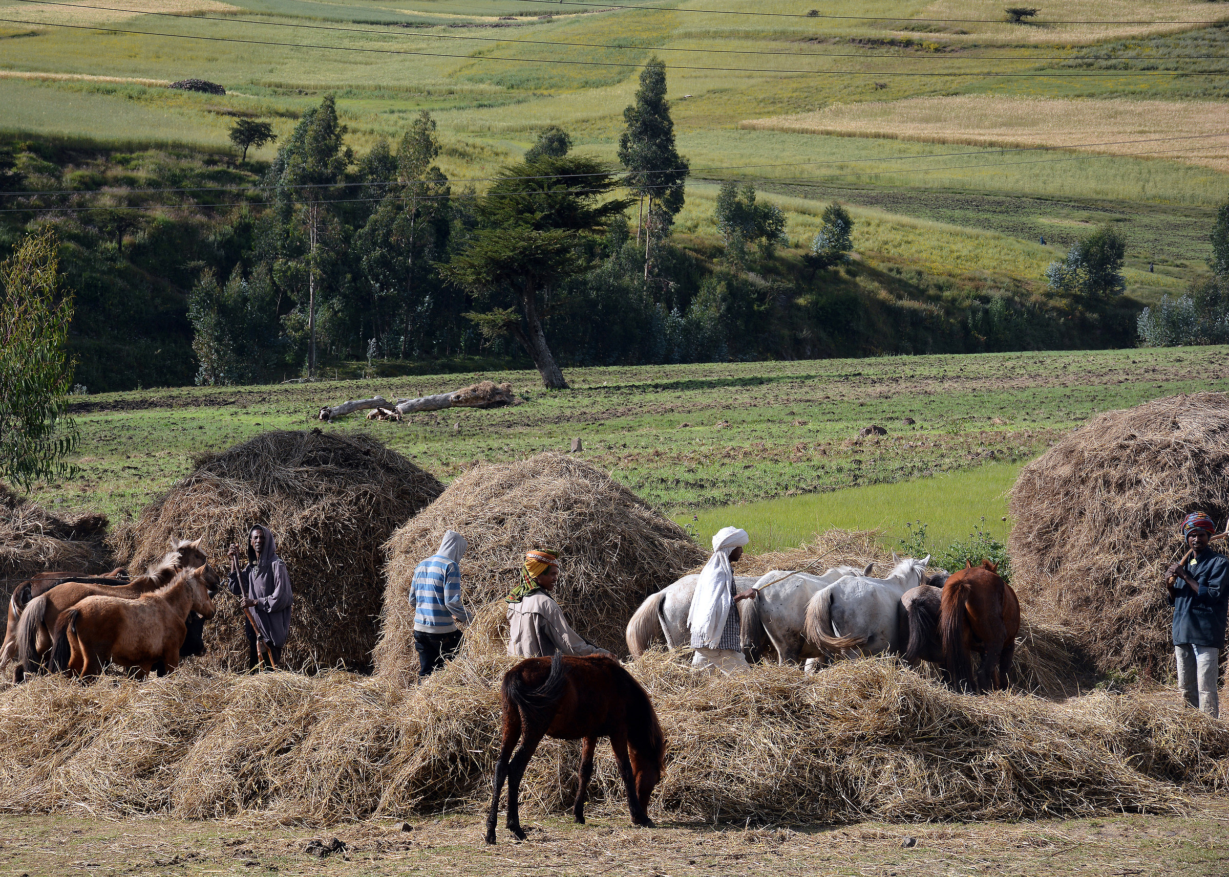 Trebbiatura /battitura nell'altopiano etiope del Tigrai