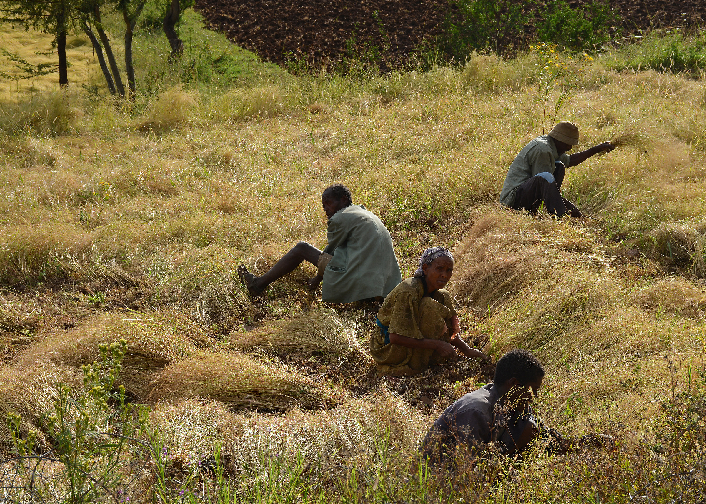 Mietitura nell'altopiano etiope del Tigrai