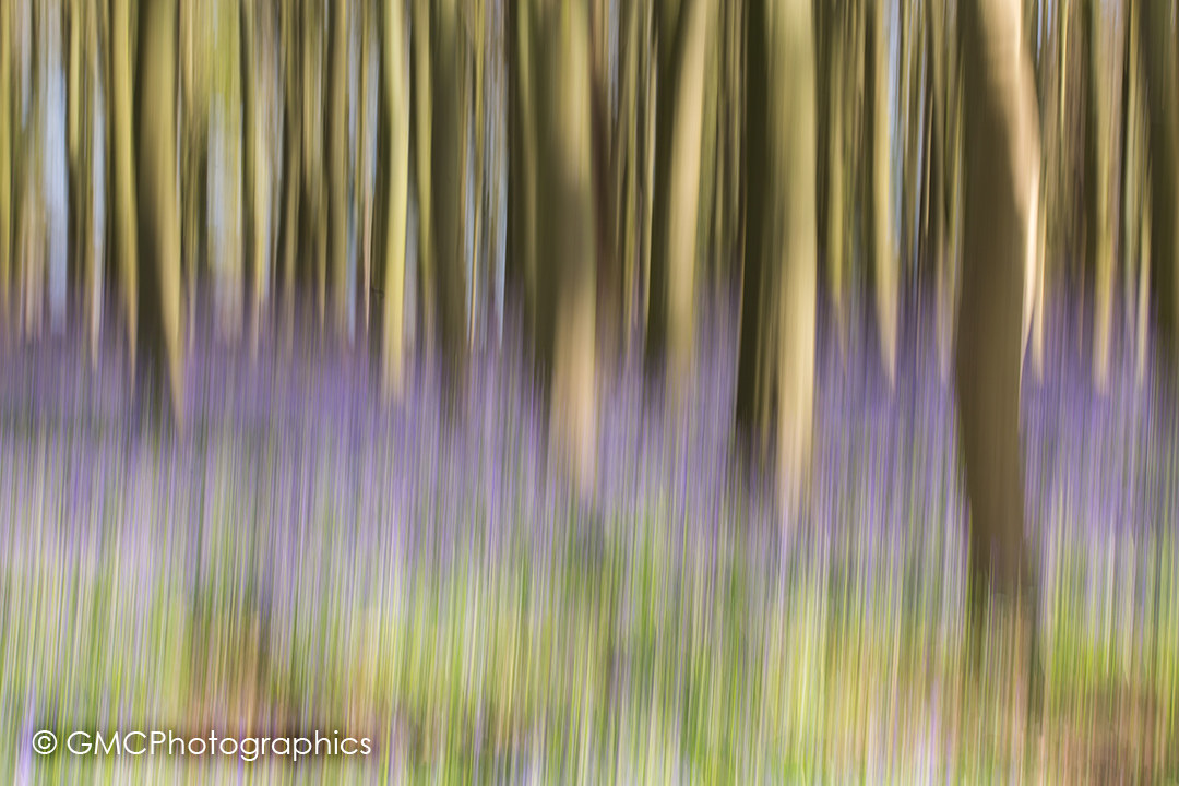 Blue bell impressions