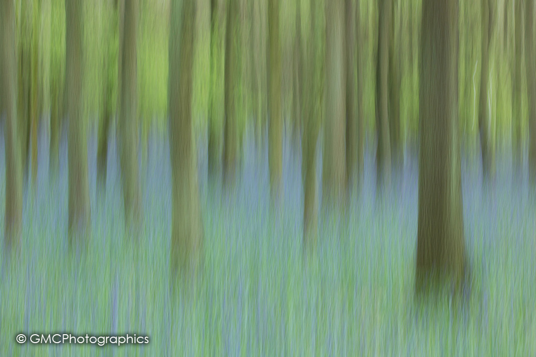 Blue bell impressions II