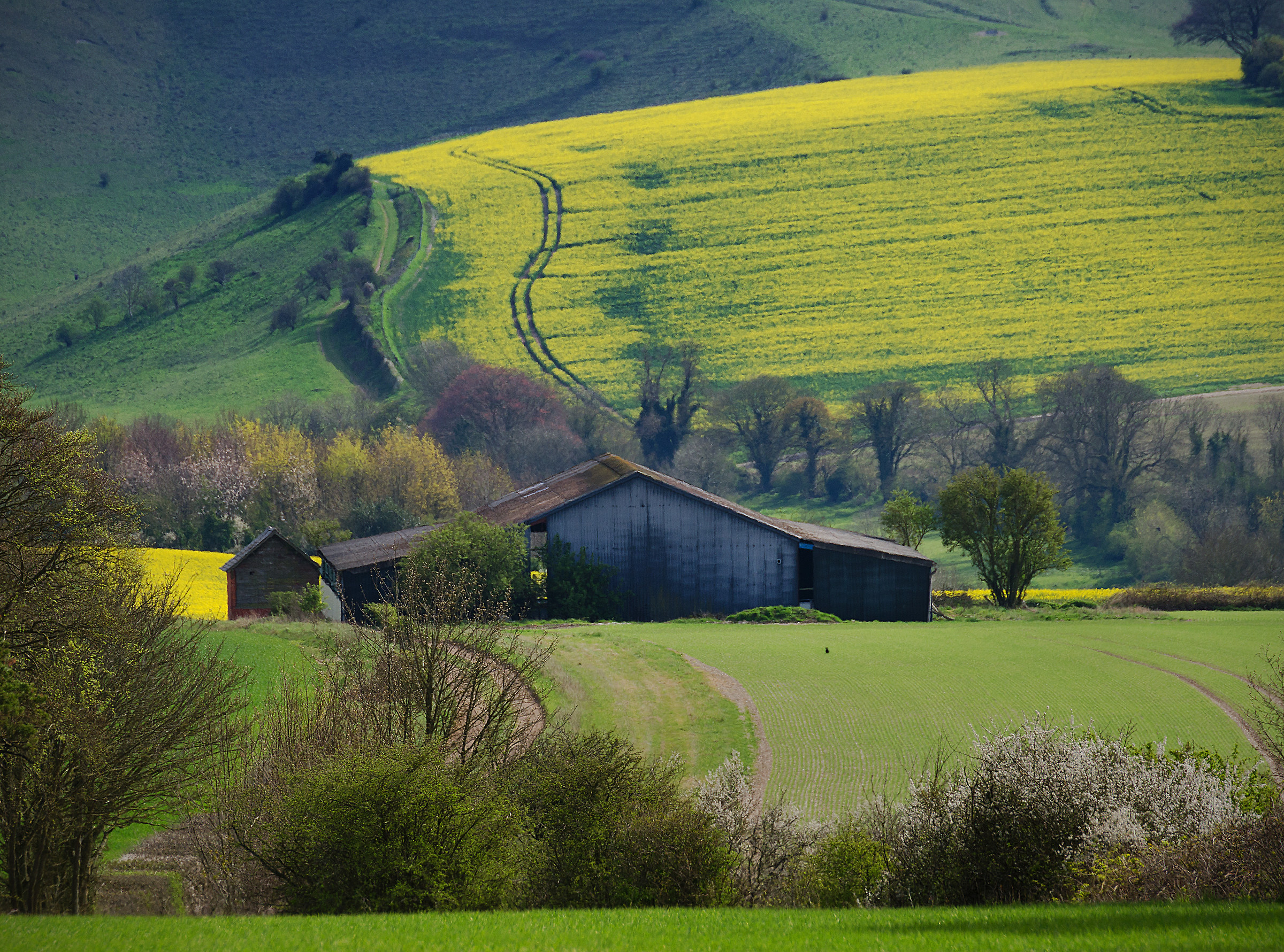La colza è in arrivo!