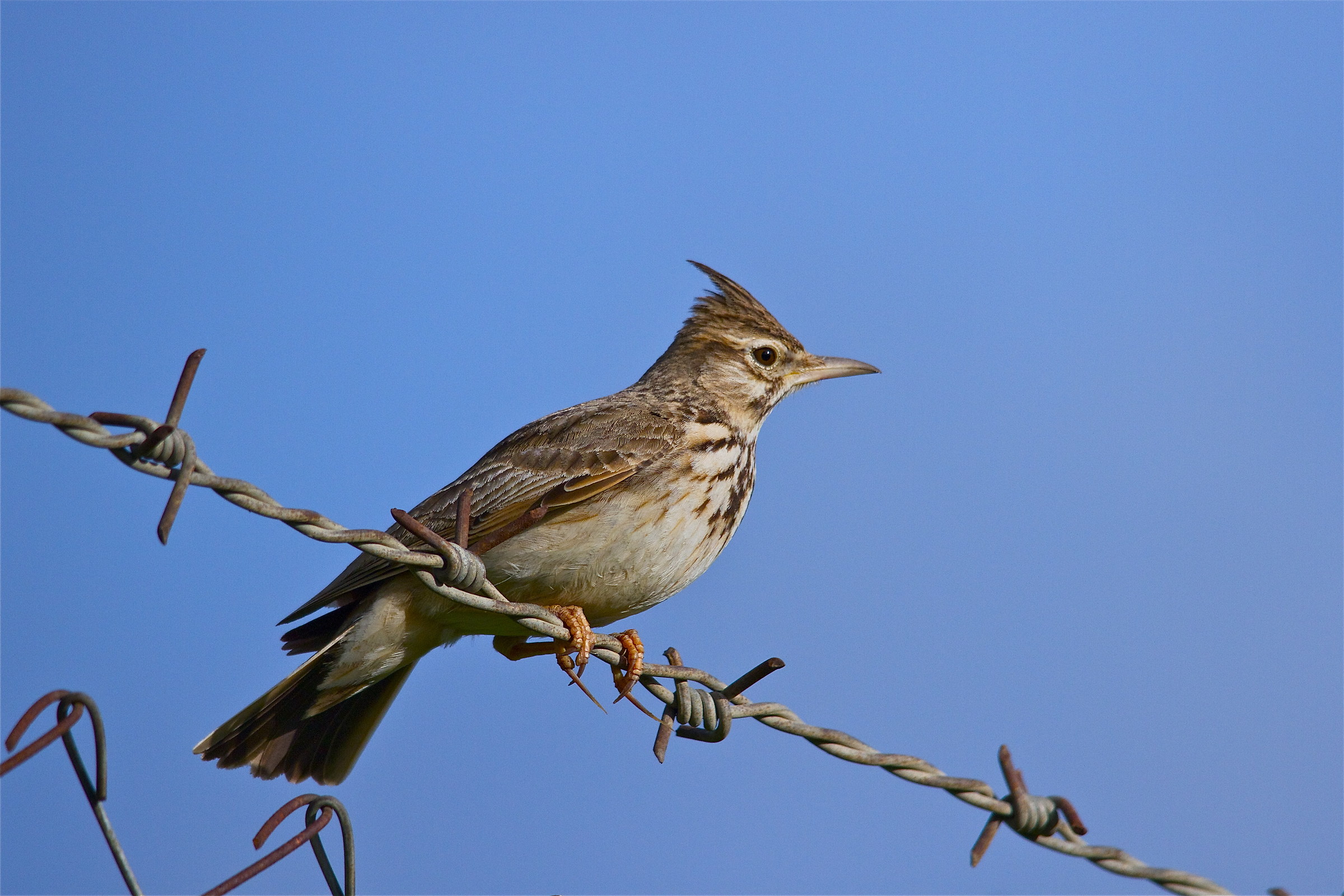 non sarai mai una sgarza ciuffetto!