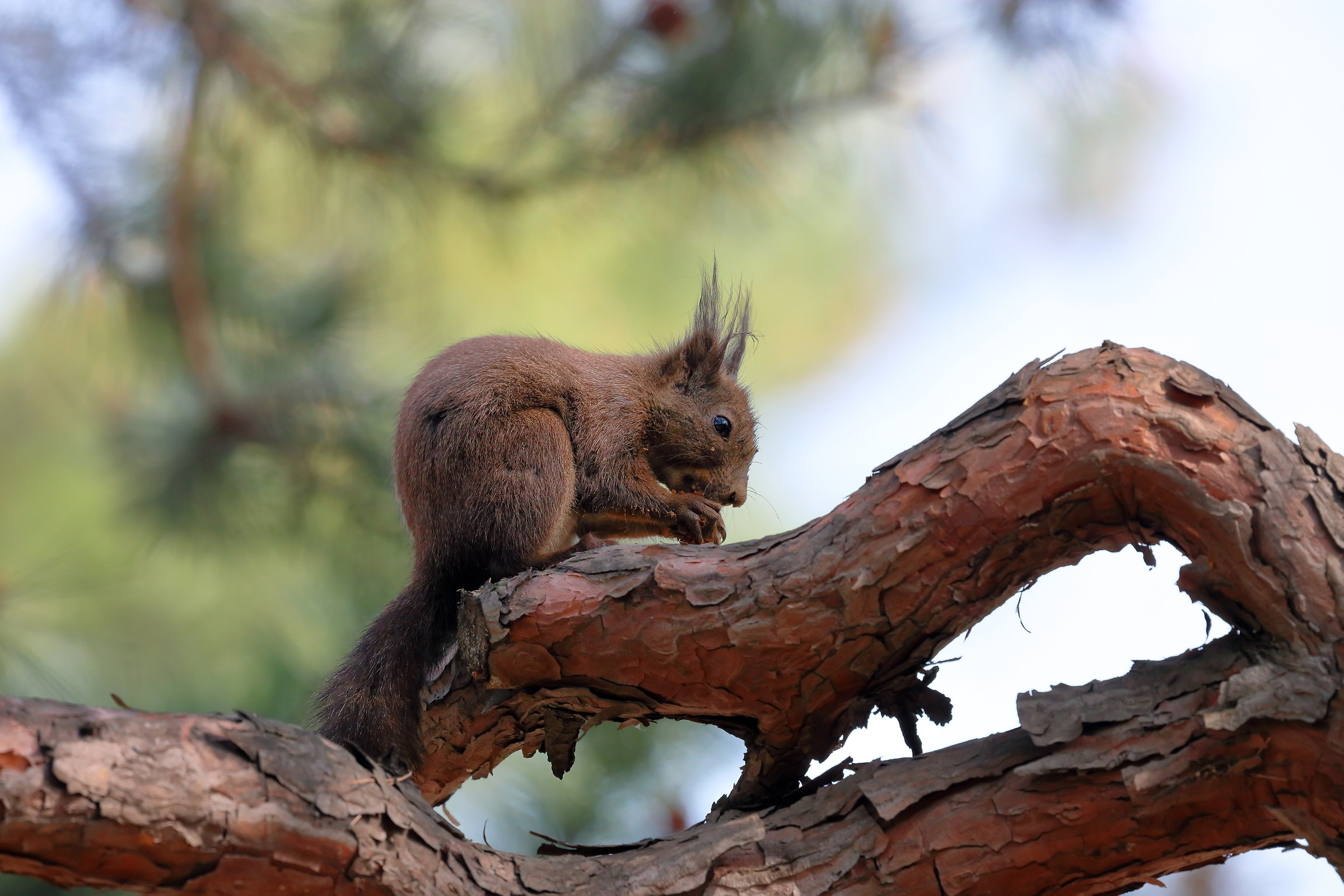 Squirrel in Seoul II