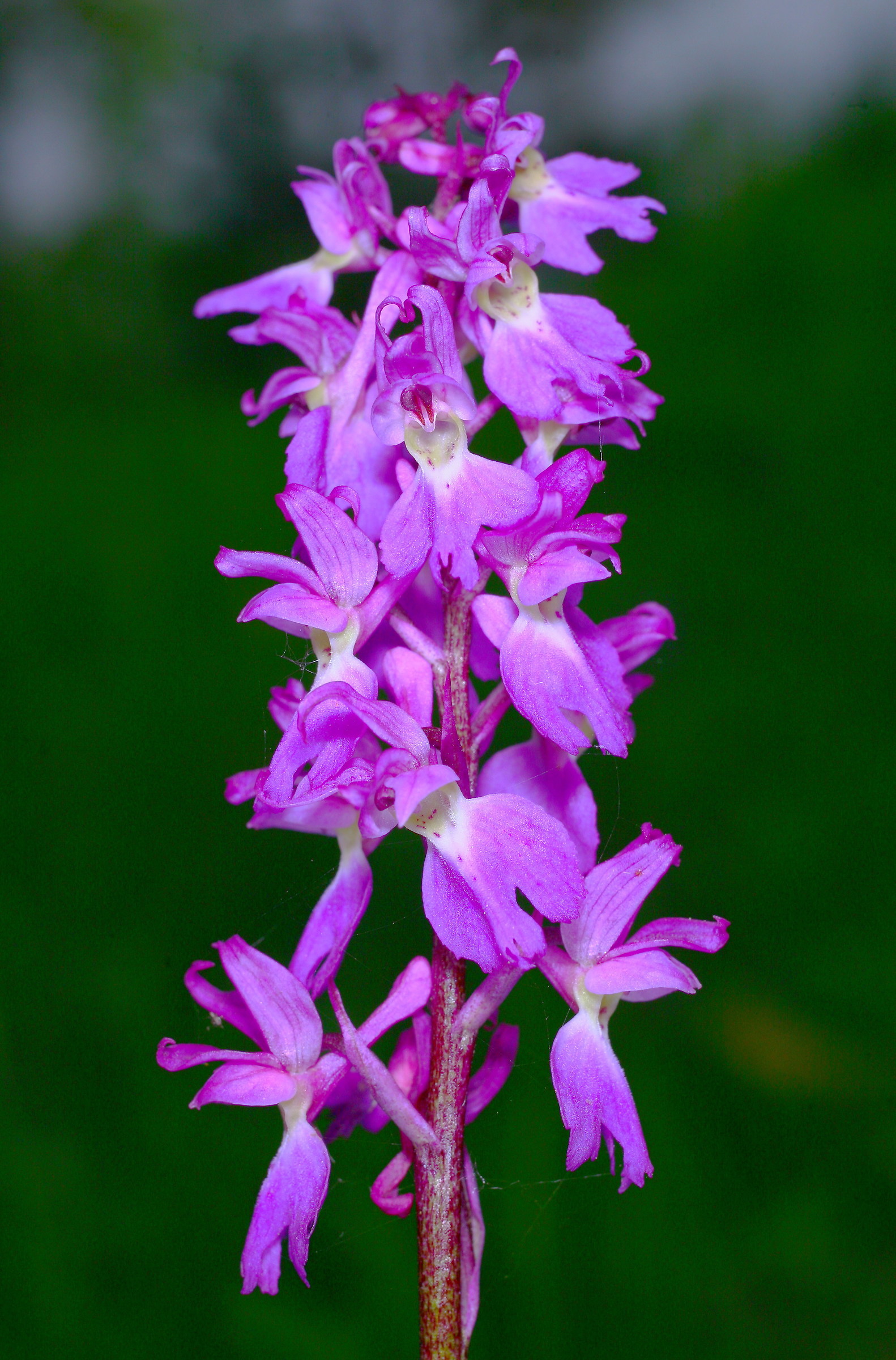 orchis mascula