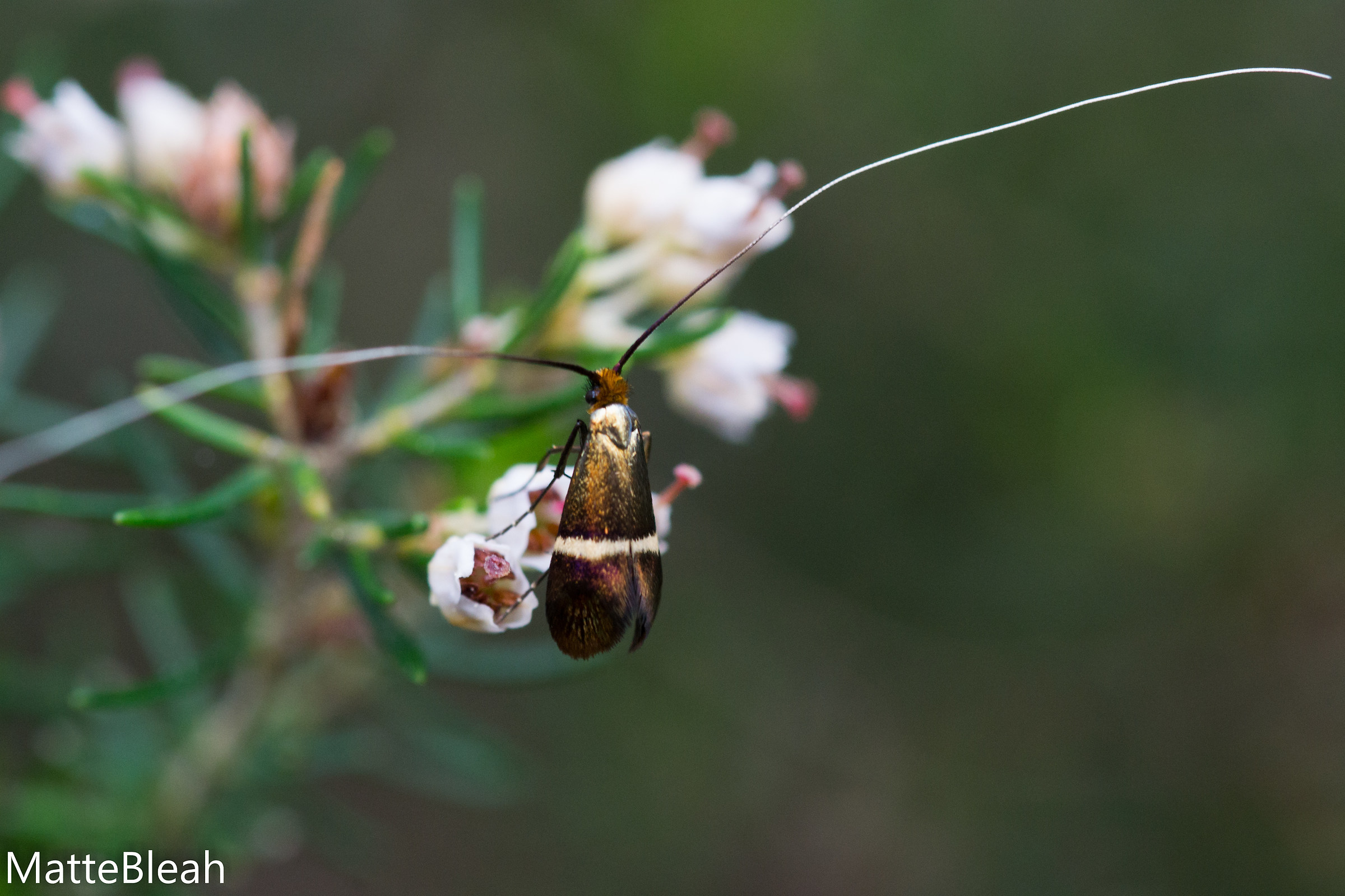 Golden dust on my wings