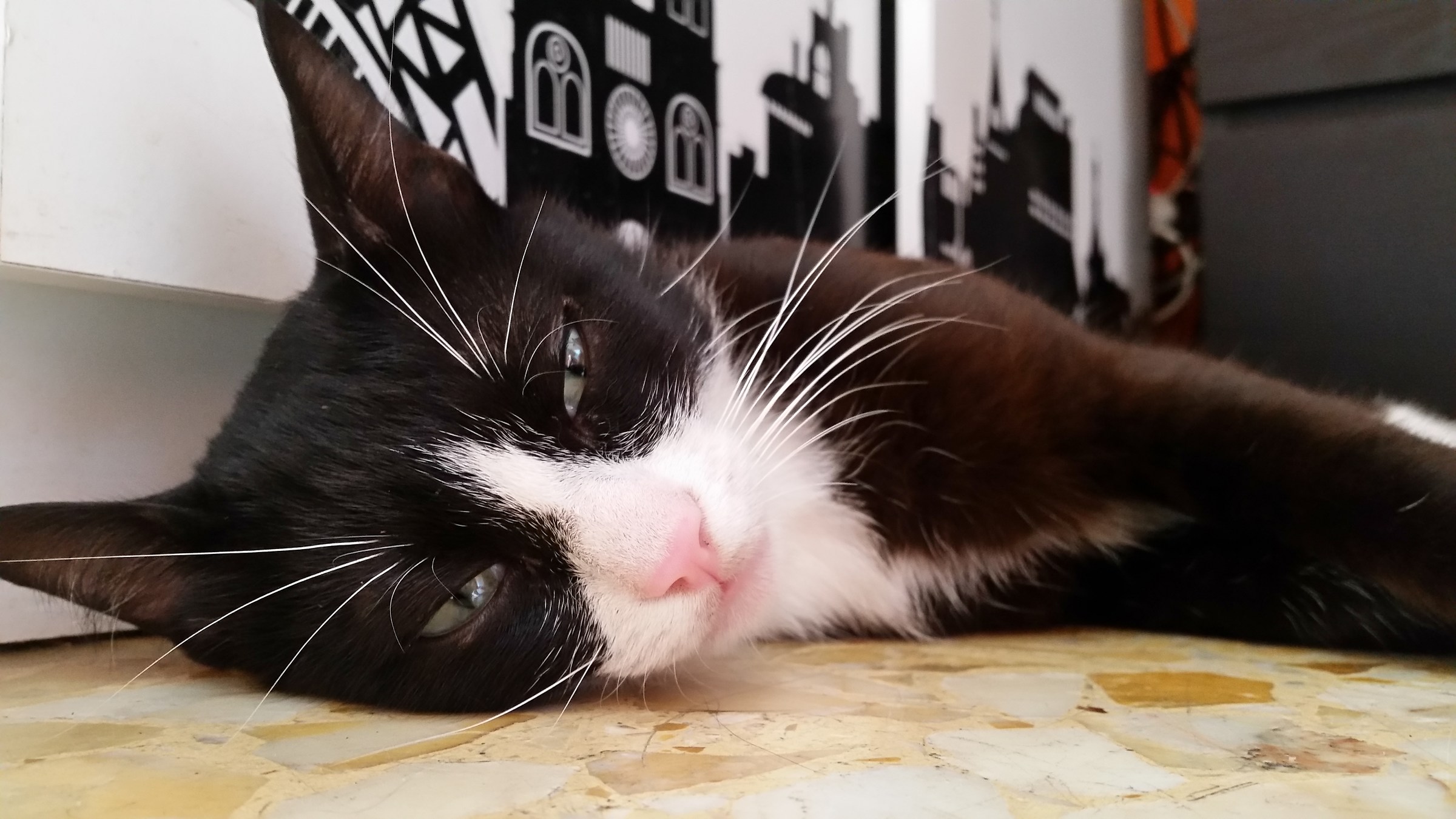 Vogllia saltami addosso