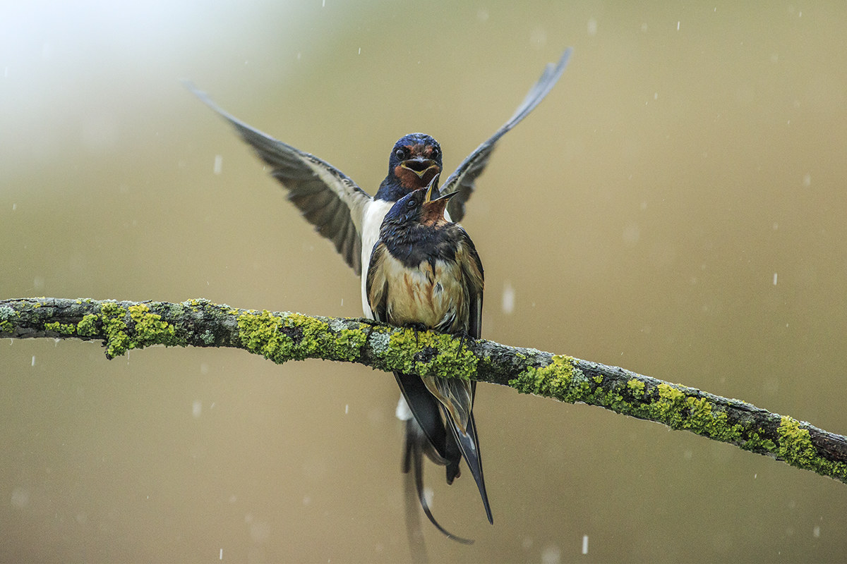 Rondini in accoppiamento