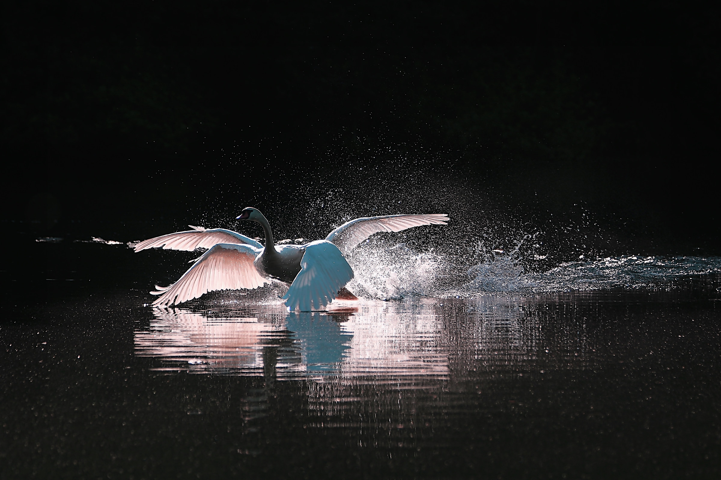 The Swan from 4 wings