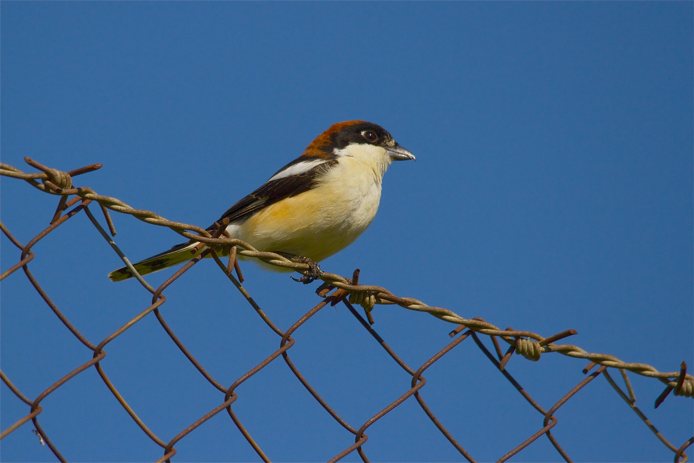 Woodchat Shrike