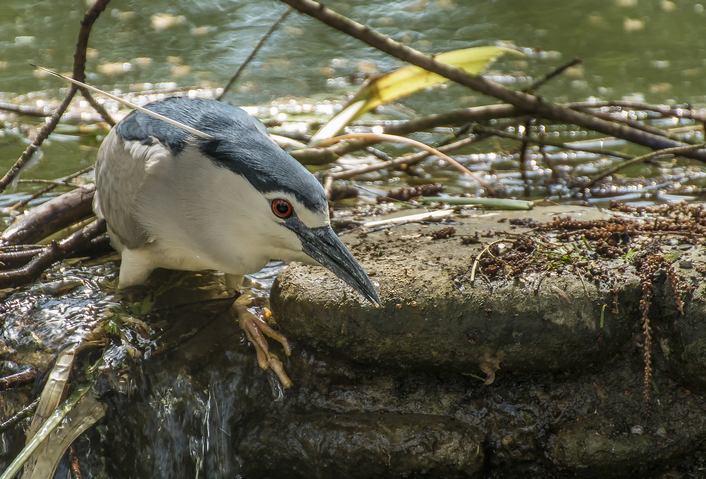 Night Heron