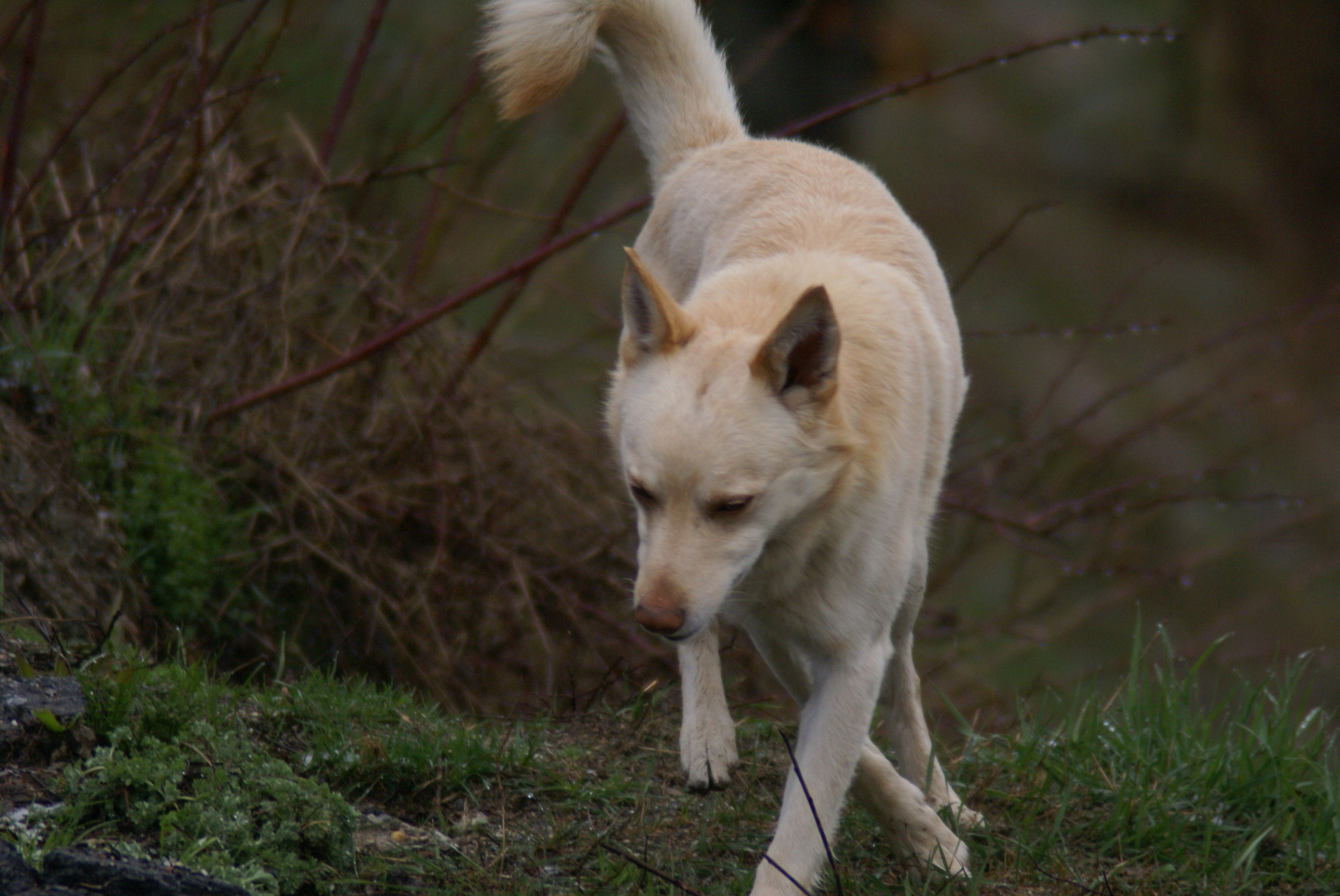 the early bird snack