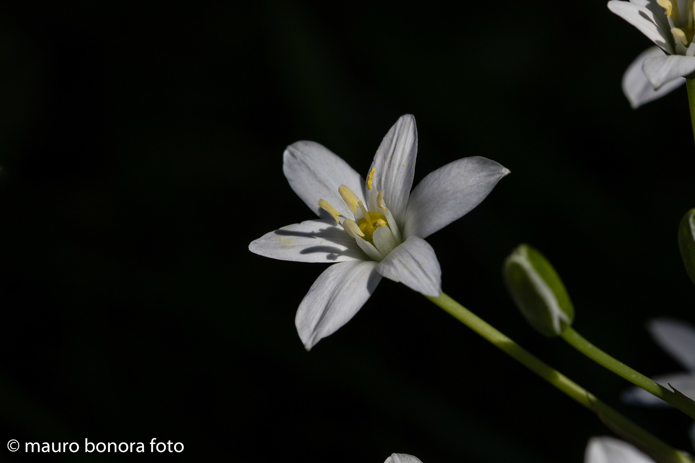 Ornithogalum umbellatum