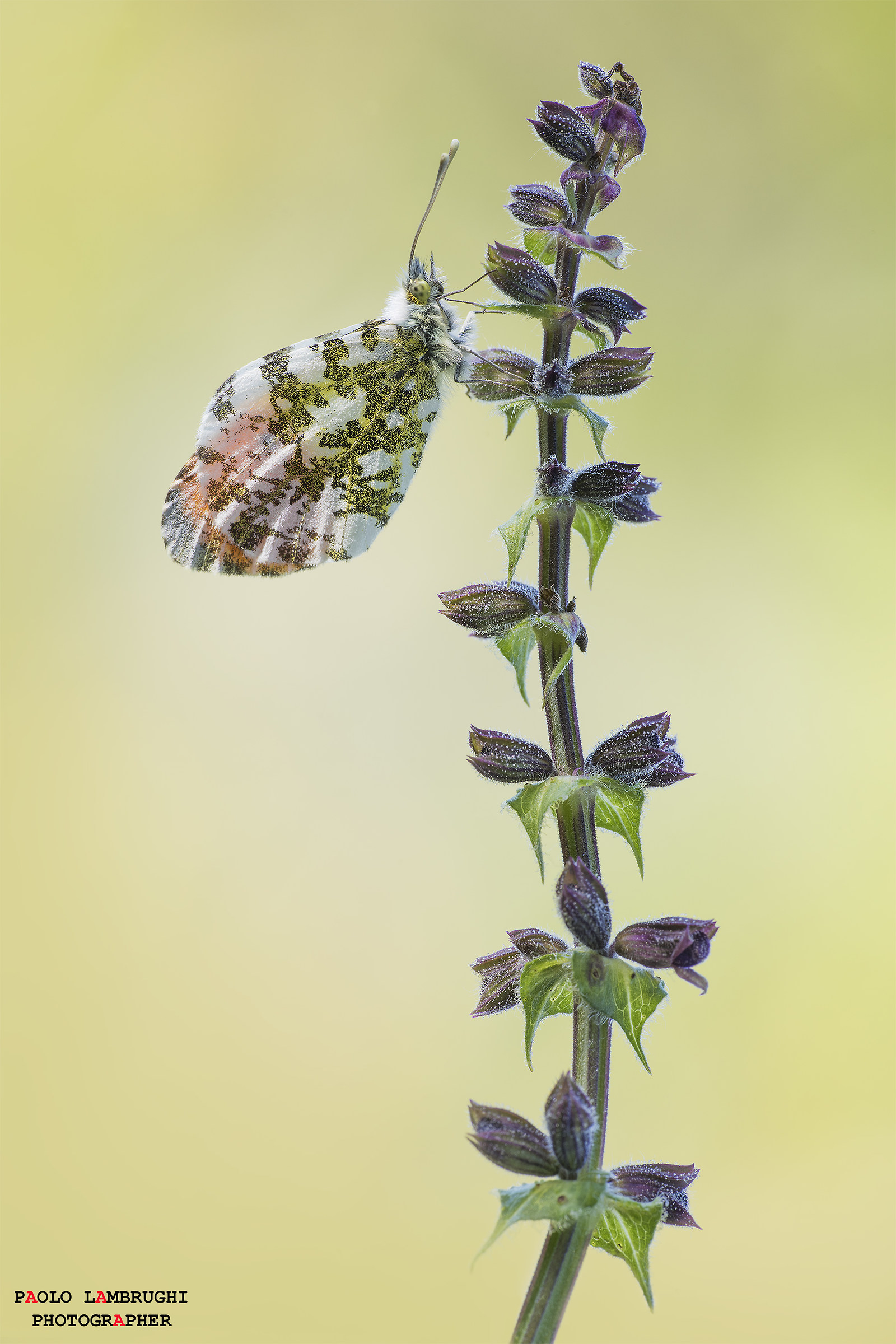 Anthocharis cardamines - Aurora