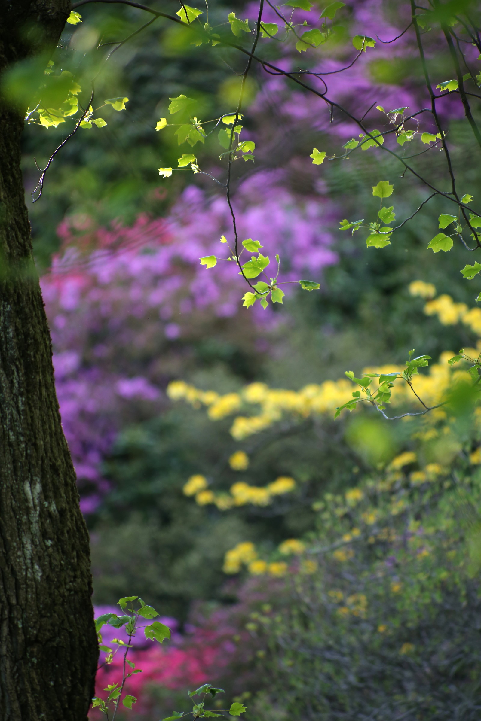 i colori della primavera
