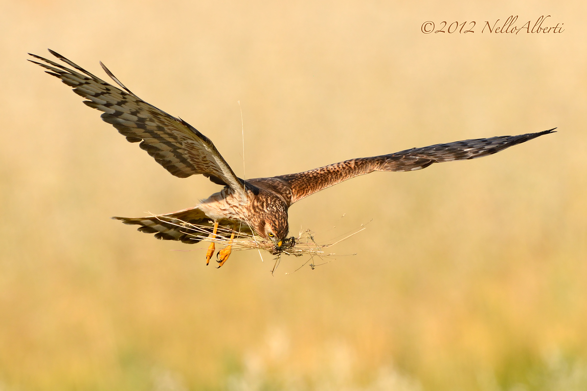 paglia per restauro nido