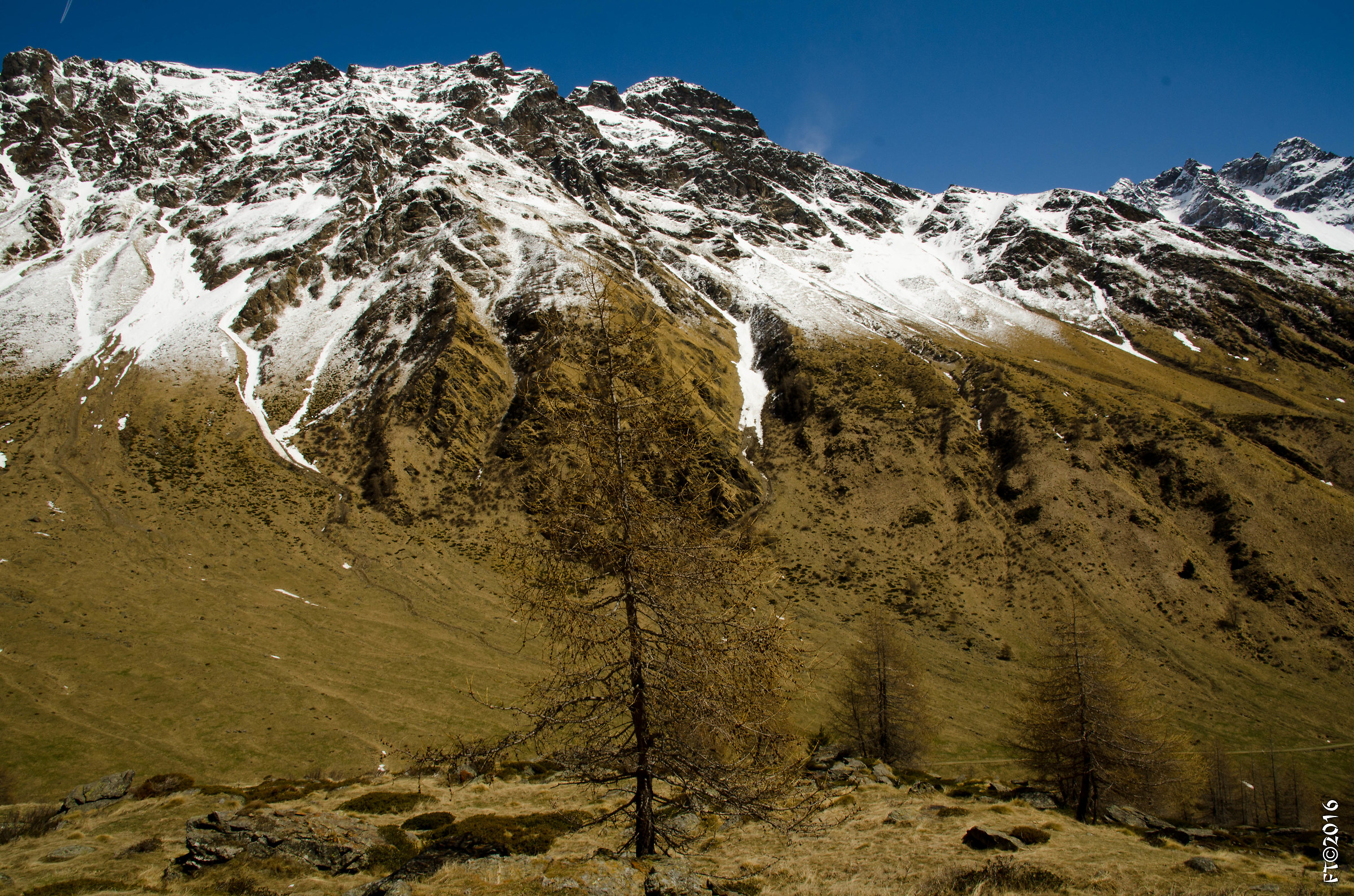 Val di Viso - the camouflaged tree