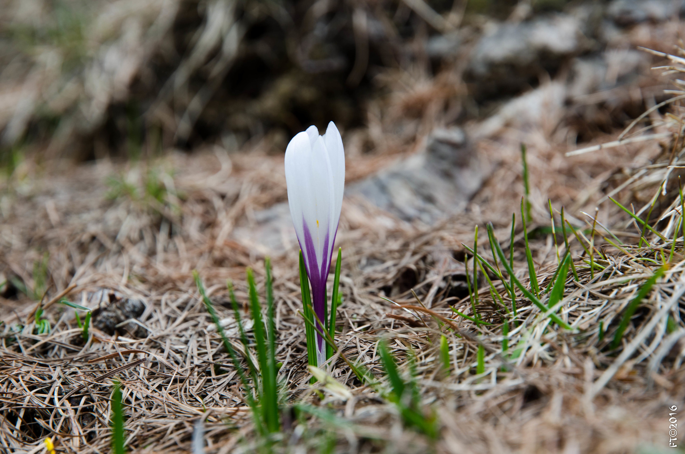 Crocus