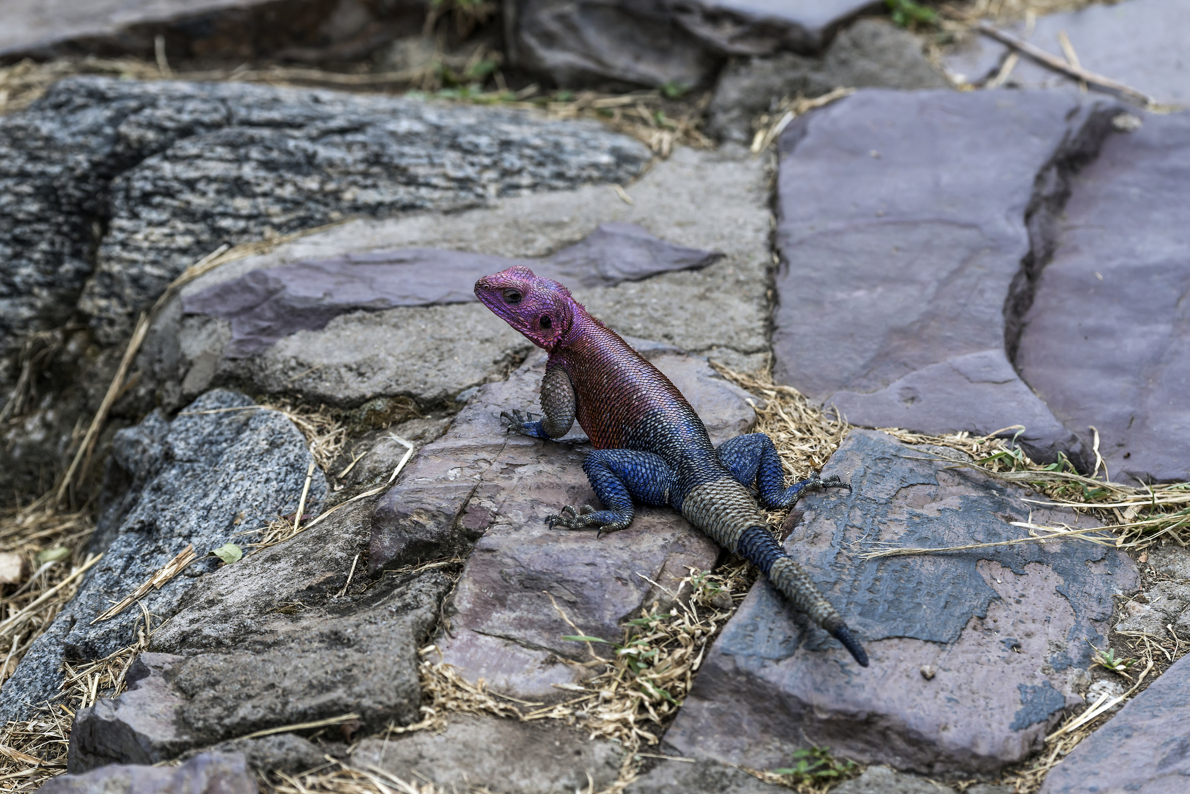 Tanzania 2016 - Agamide