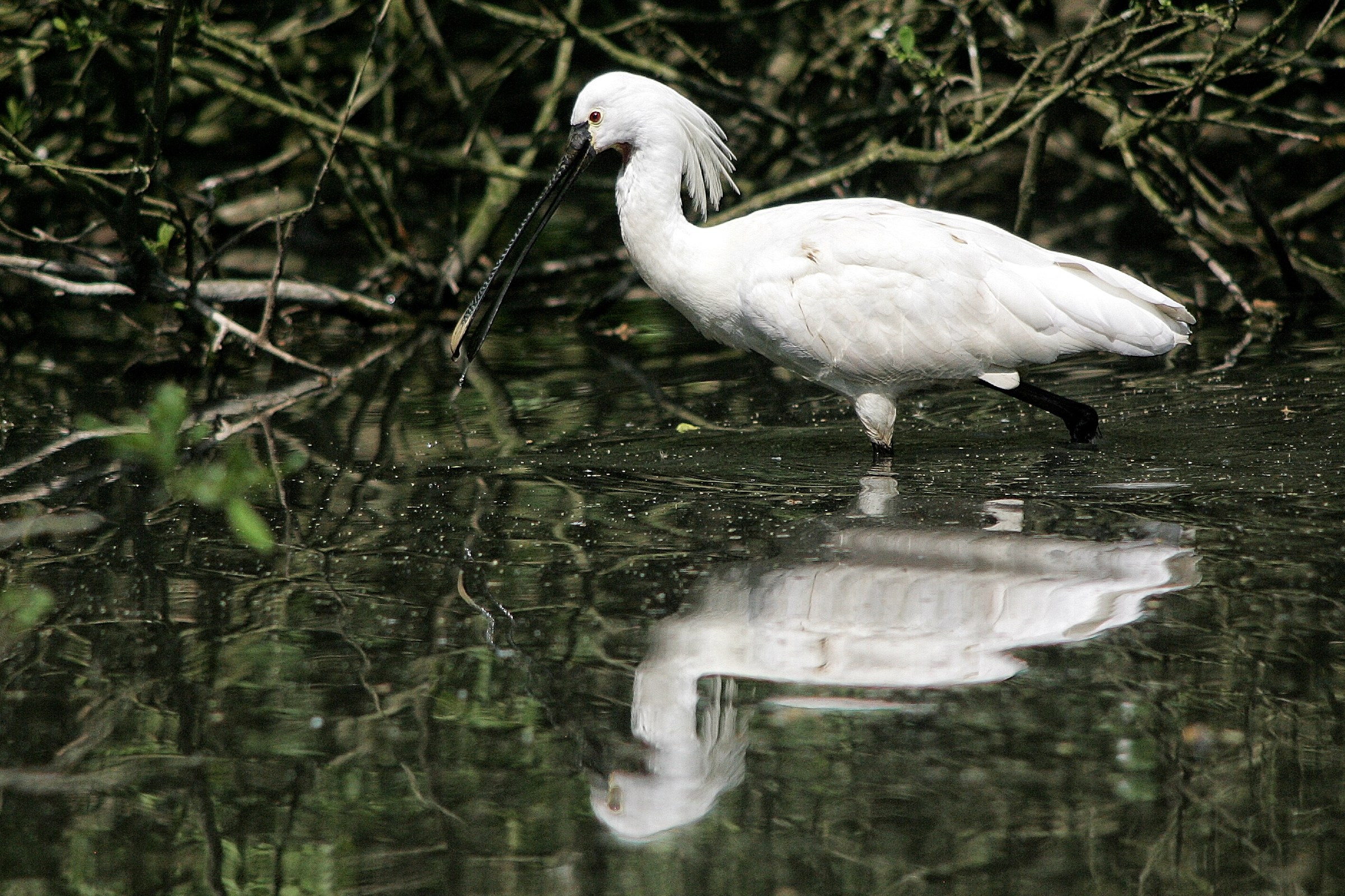 Camminando nell'acqua