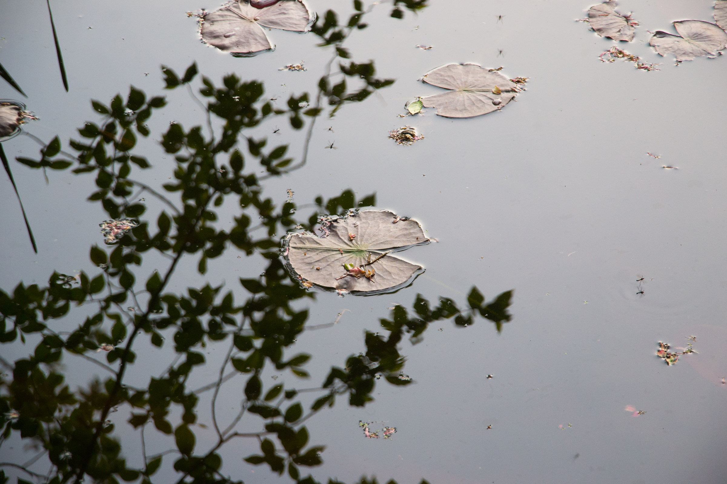 SLR camera in the pound