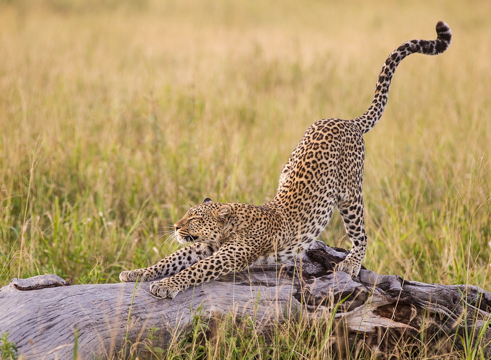 Serengeti leopard