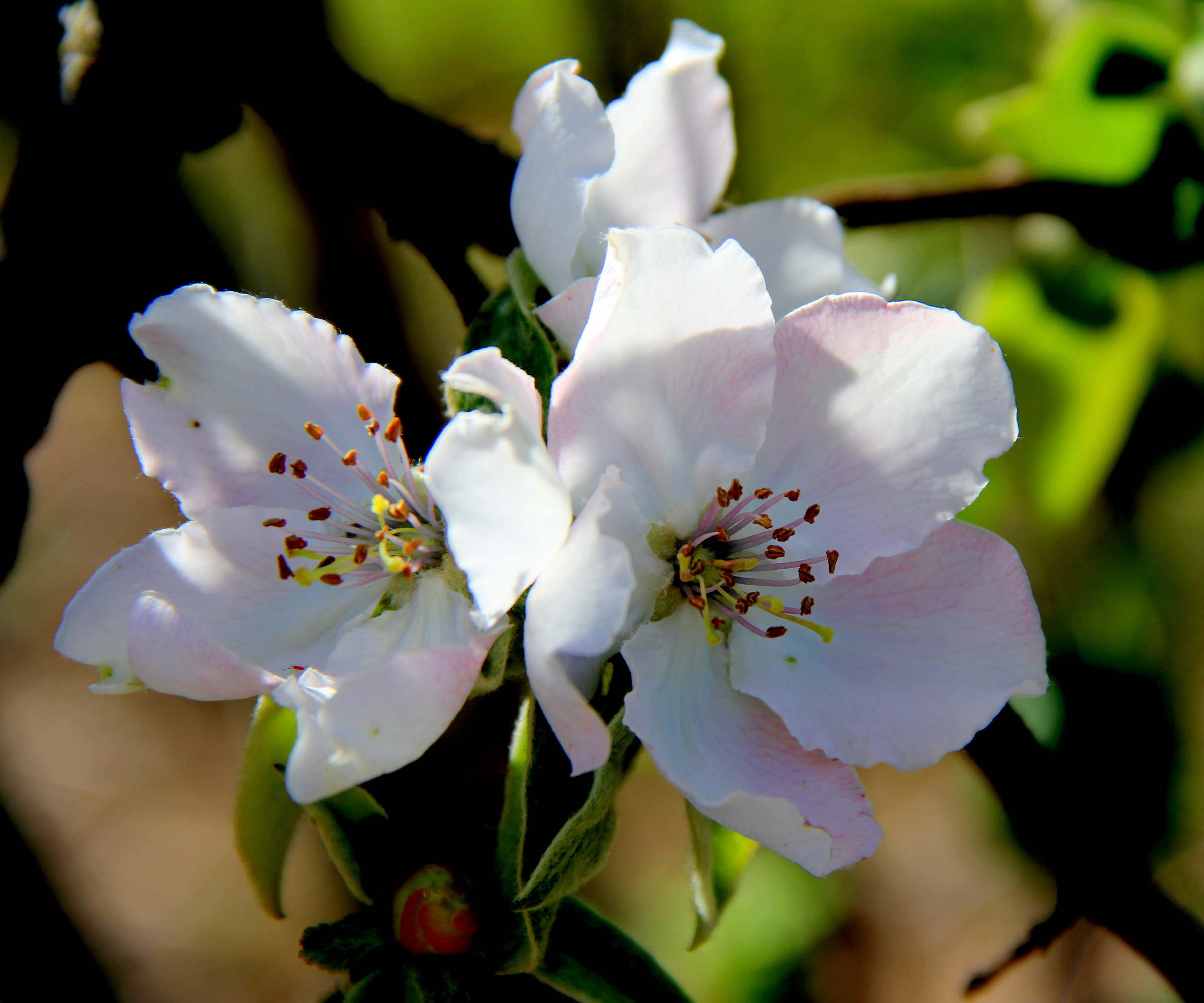Flowers pear
