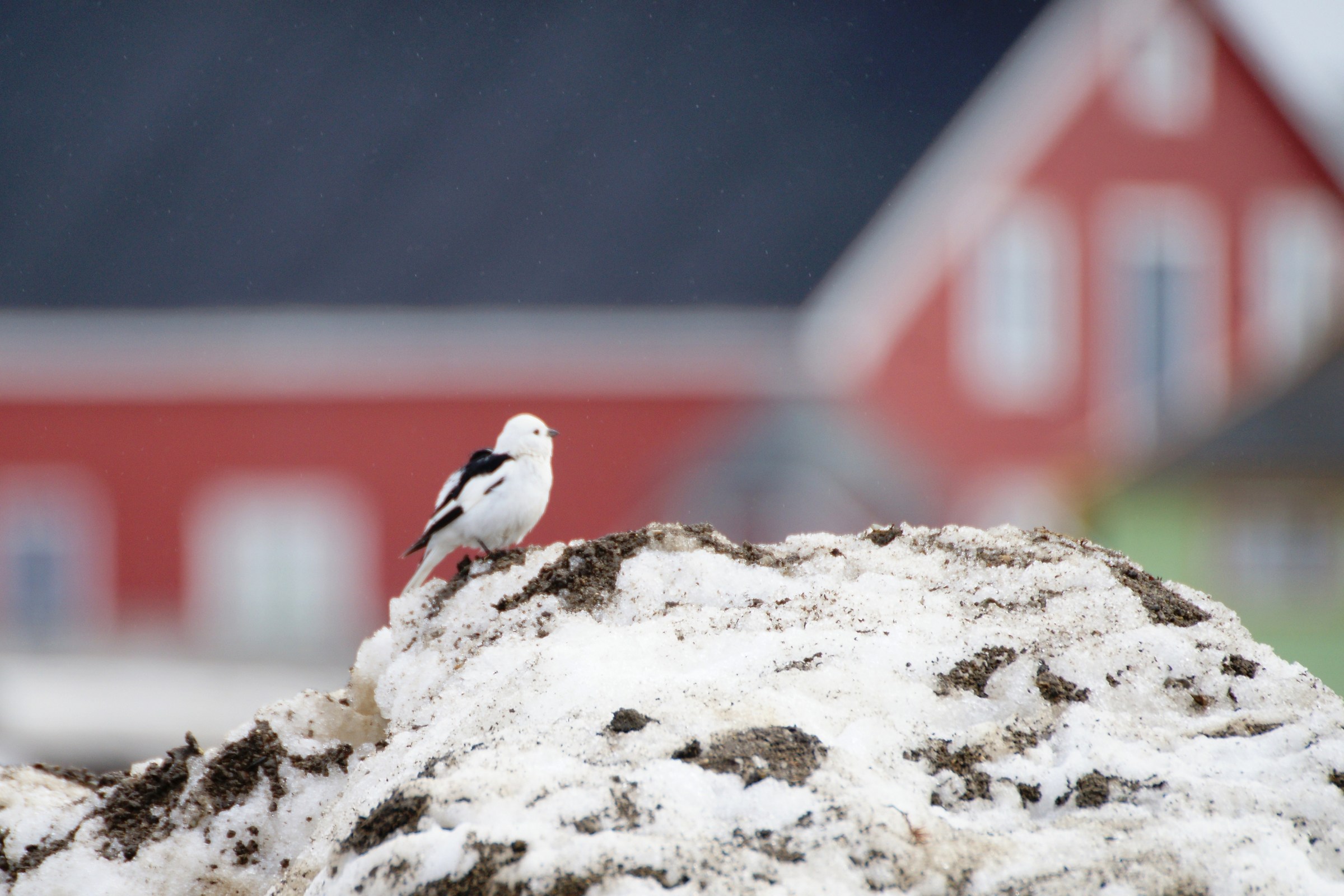 bird arctic Spitsbergen