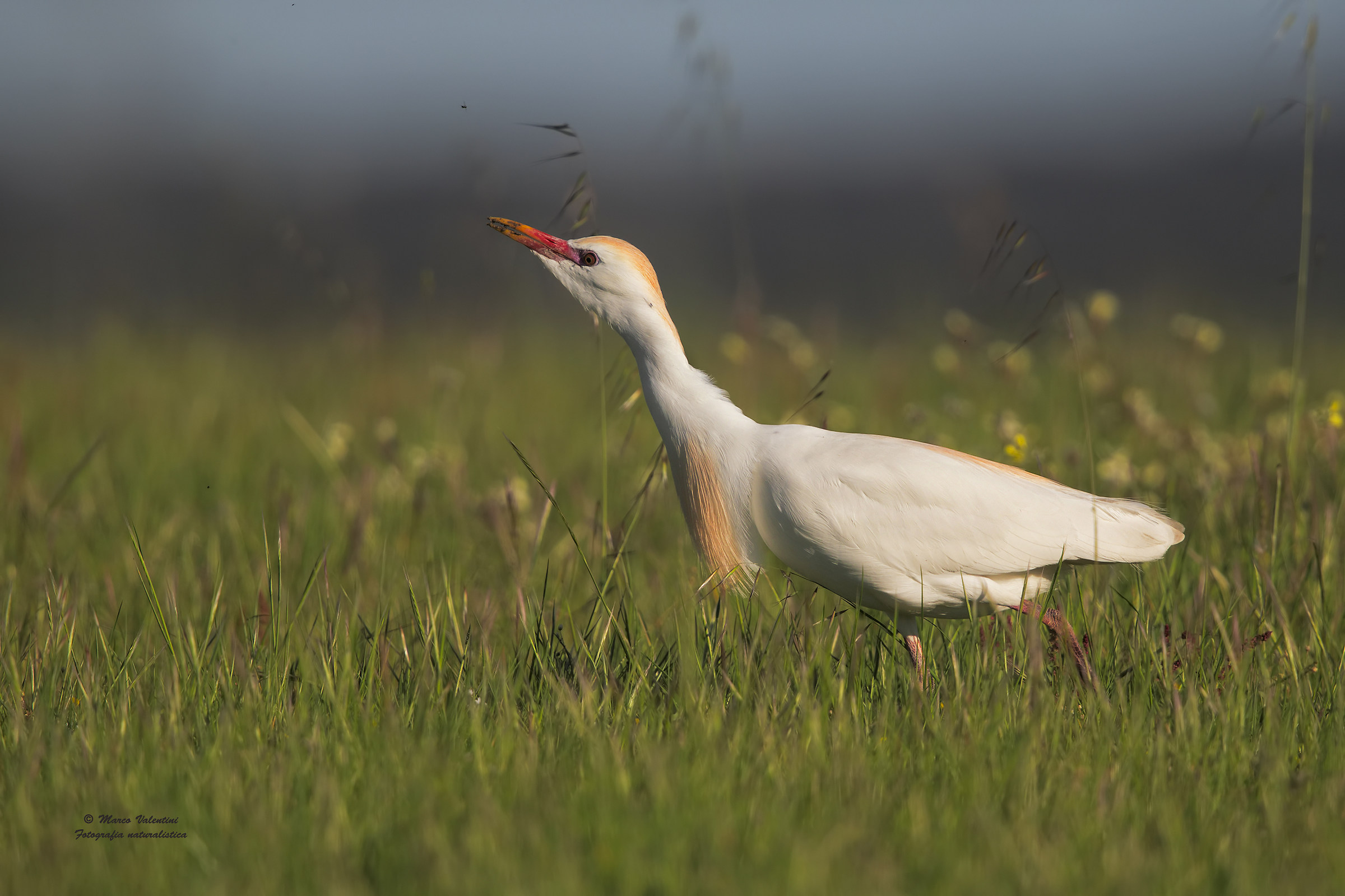 Egret hunting