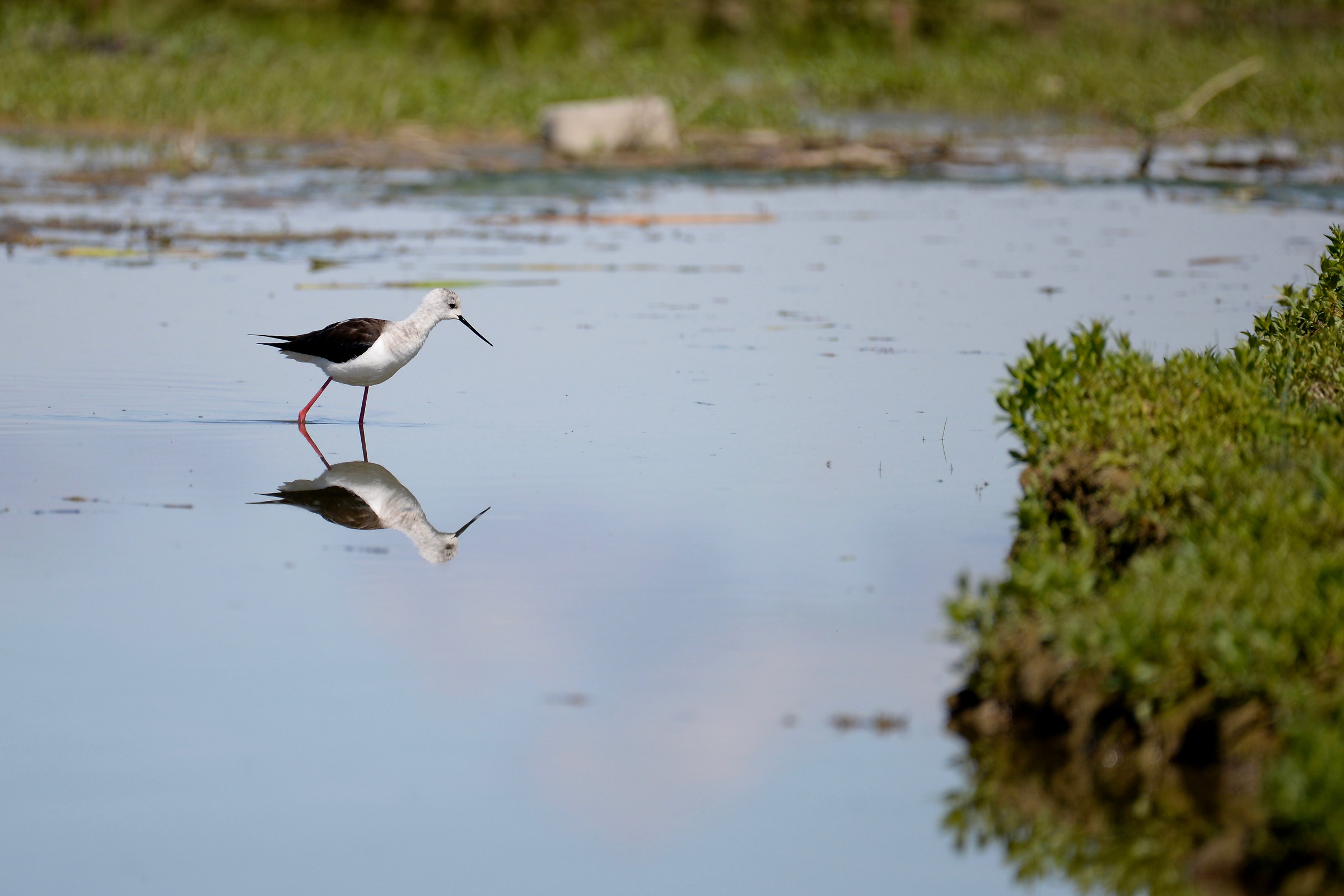 Cavaliere d' Italia Himantopus himantopus