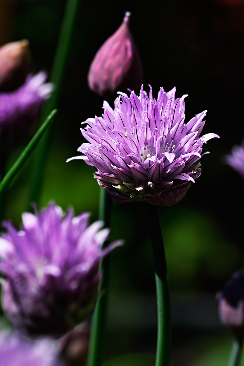 Chives