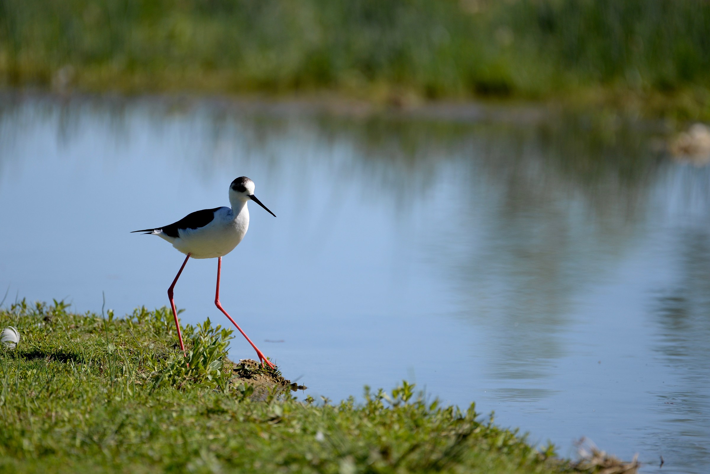 Cavaliere d' Italia Himantopus himantopus