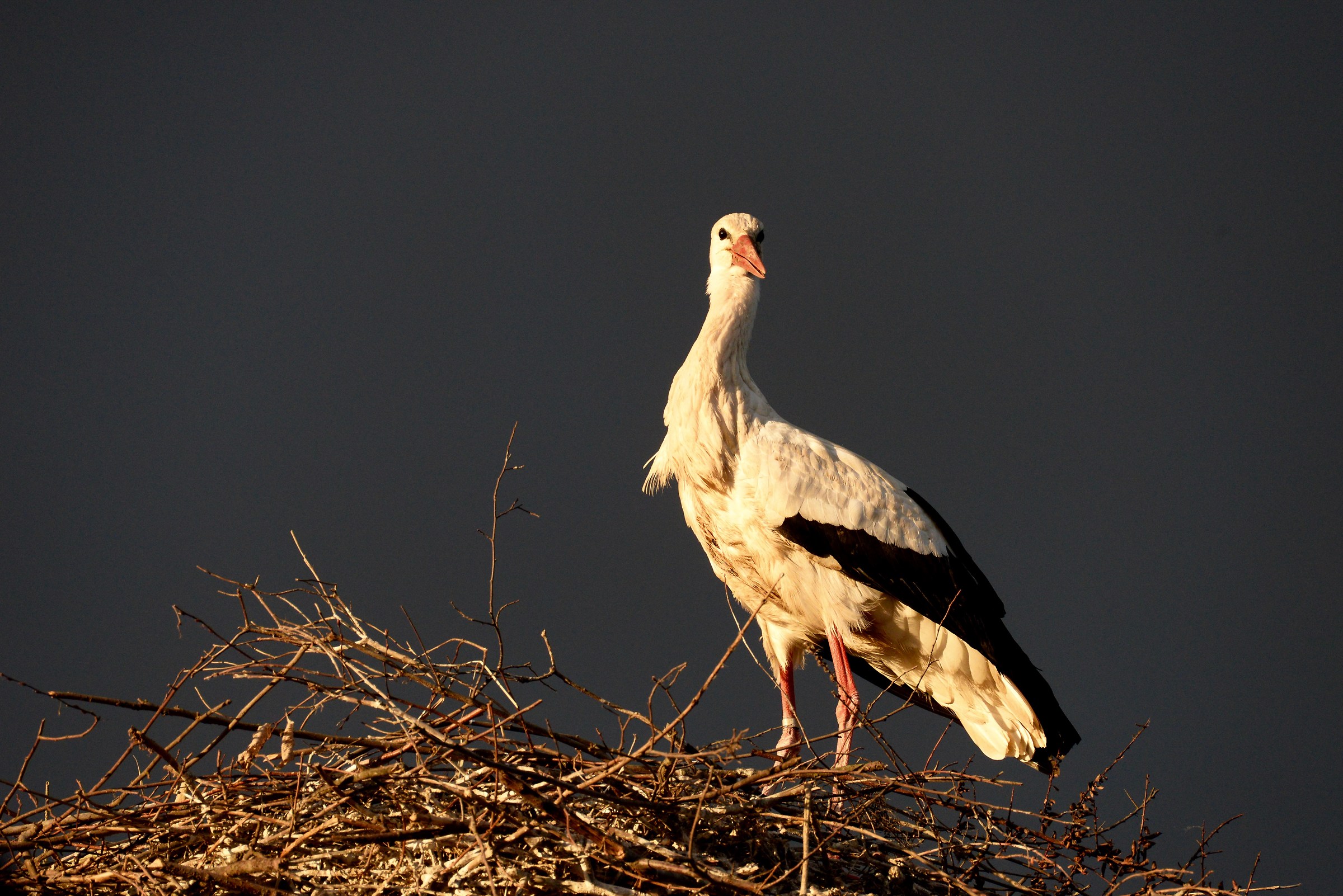 Cicogna Ciconia ciconia