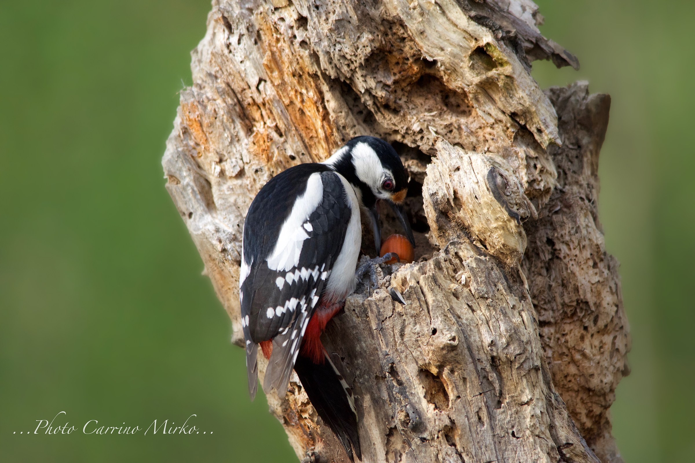 prima volta picchio rosso maggiore